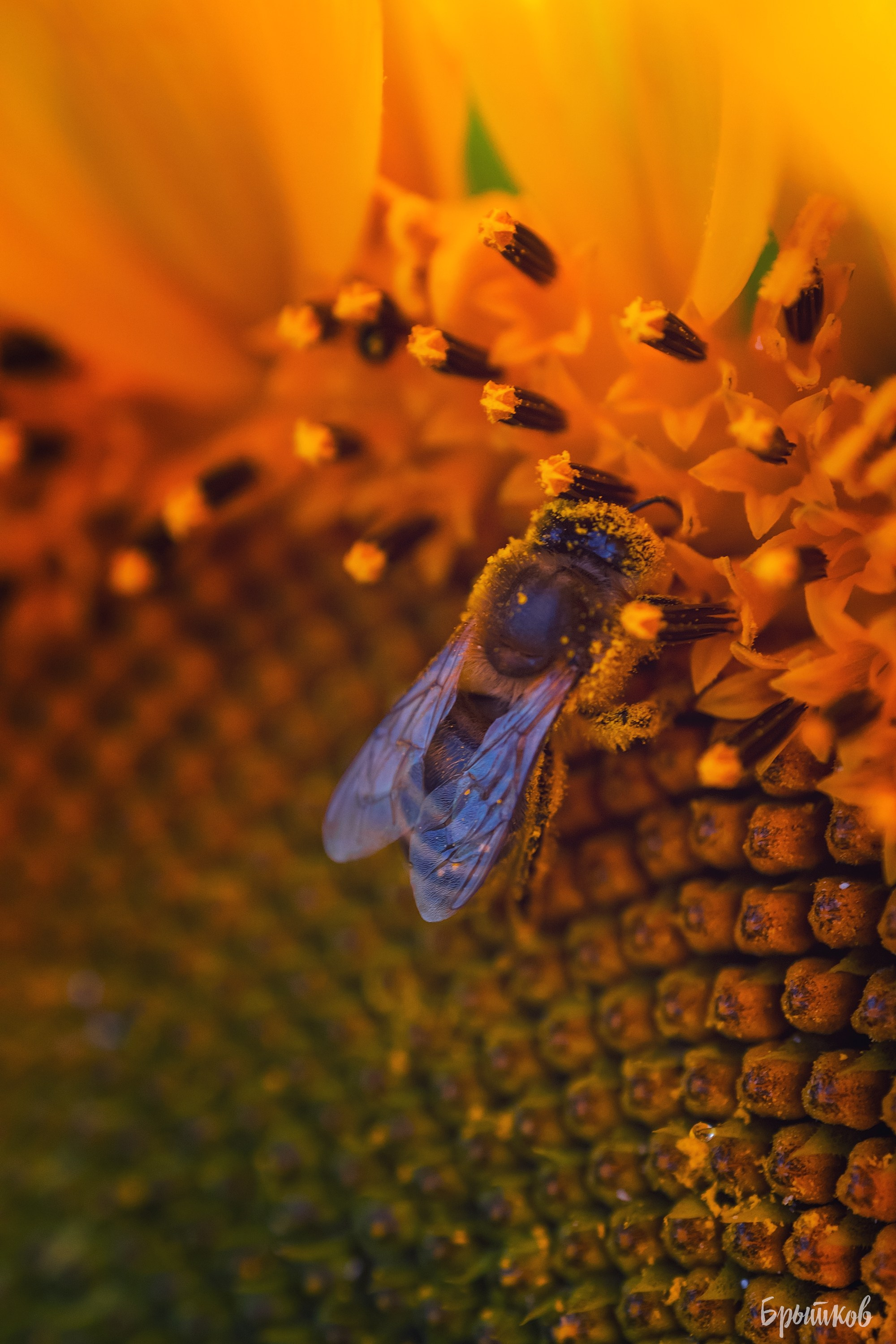 Поля. Подсолнухи. Николай Брытков — фотограф в Туле