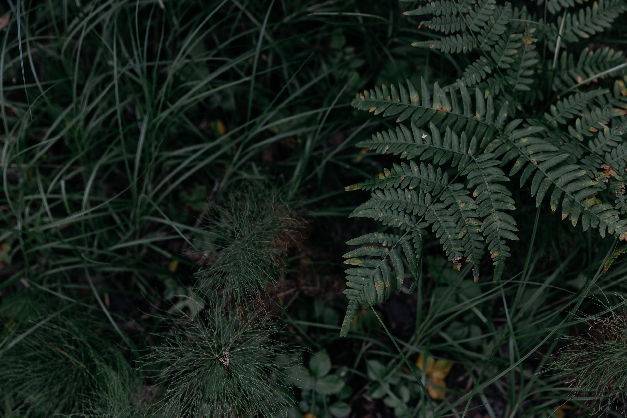 История лесных бусинок. Свадебный фотограф в Санкт-Петербурге