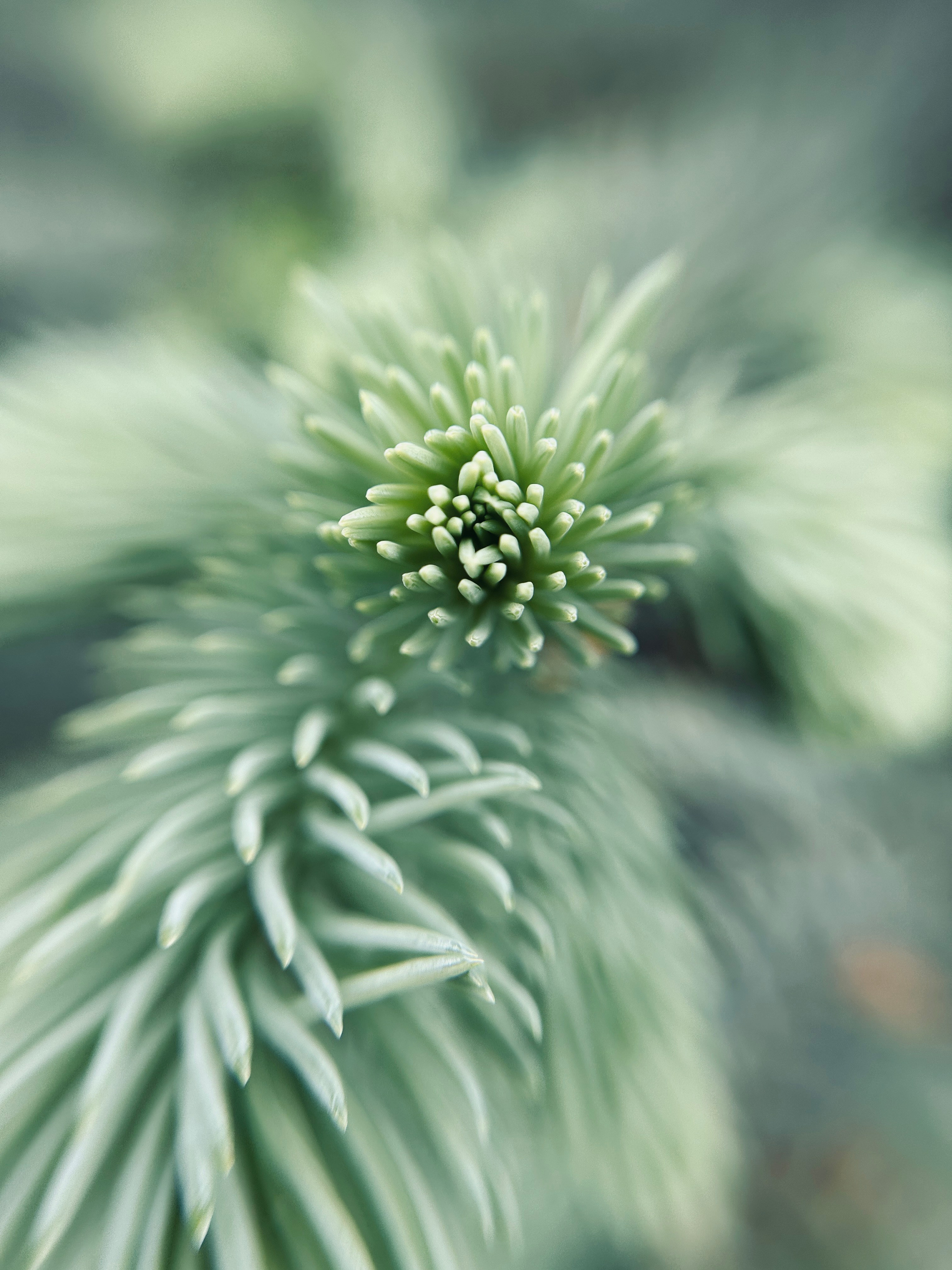 Макро любовь. Смотри, красота!