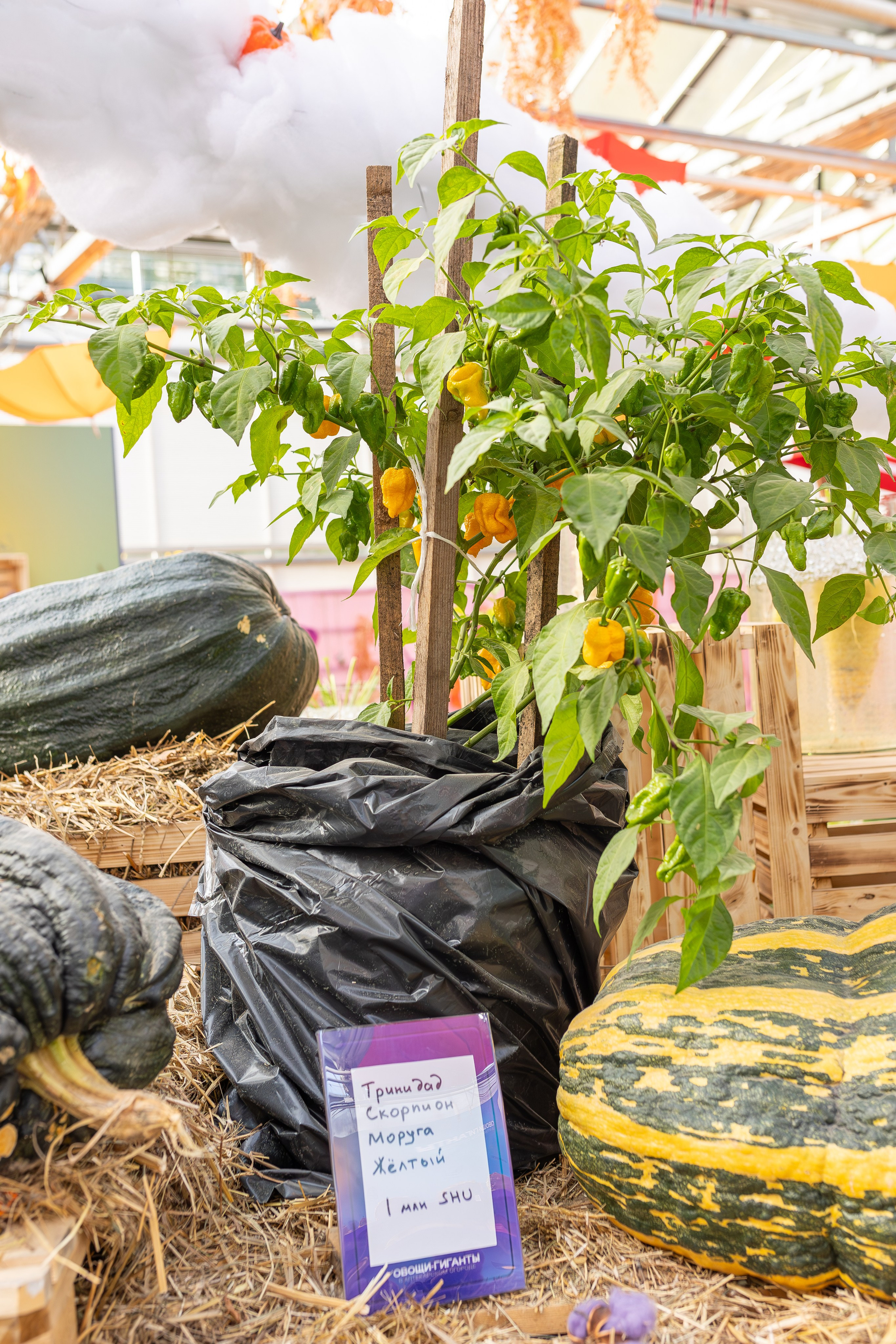 Овощи-гиганты. Александра Куликова фотограф, Москва