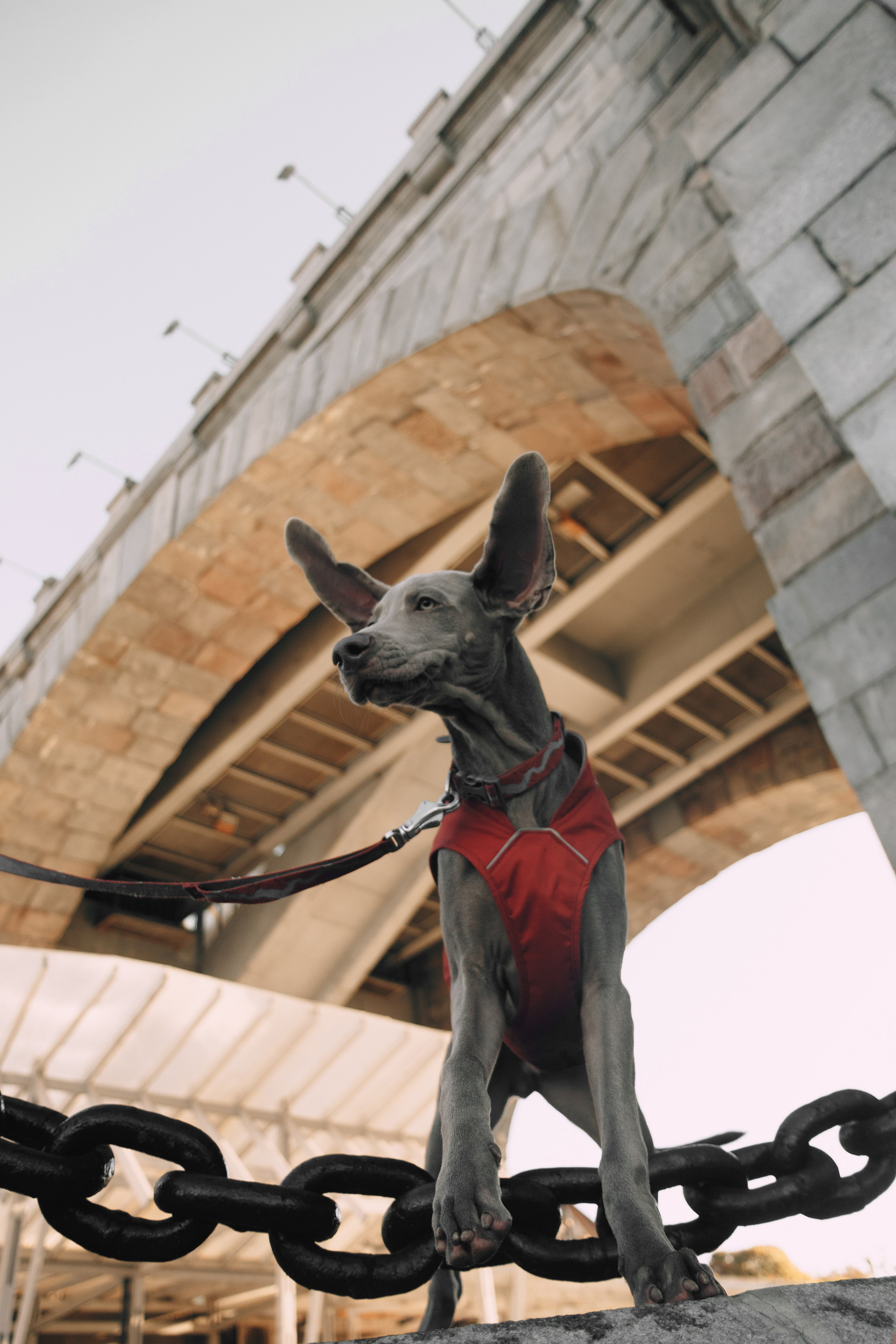 Оля, Саша и Бастиан. Фотограф анималист Кристина Карпова, Москва