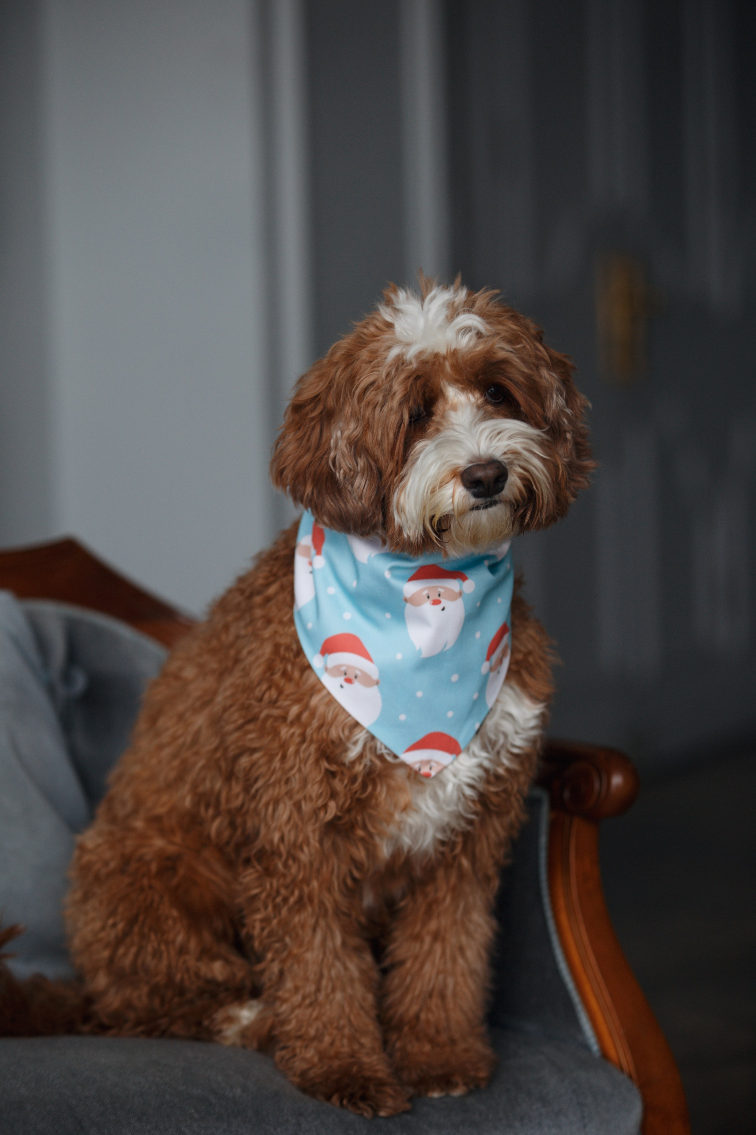 Bmbh лежанки и адресники. Фотограф анималист Кристина Карпова, Москва