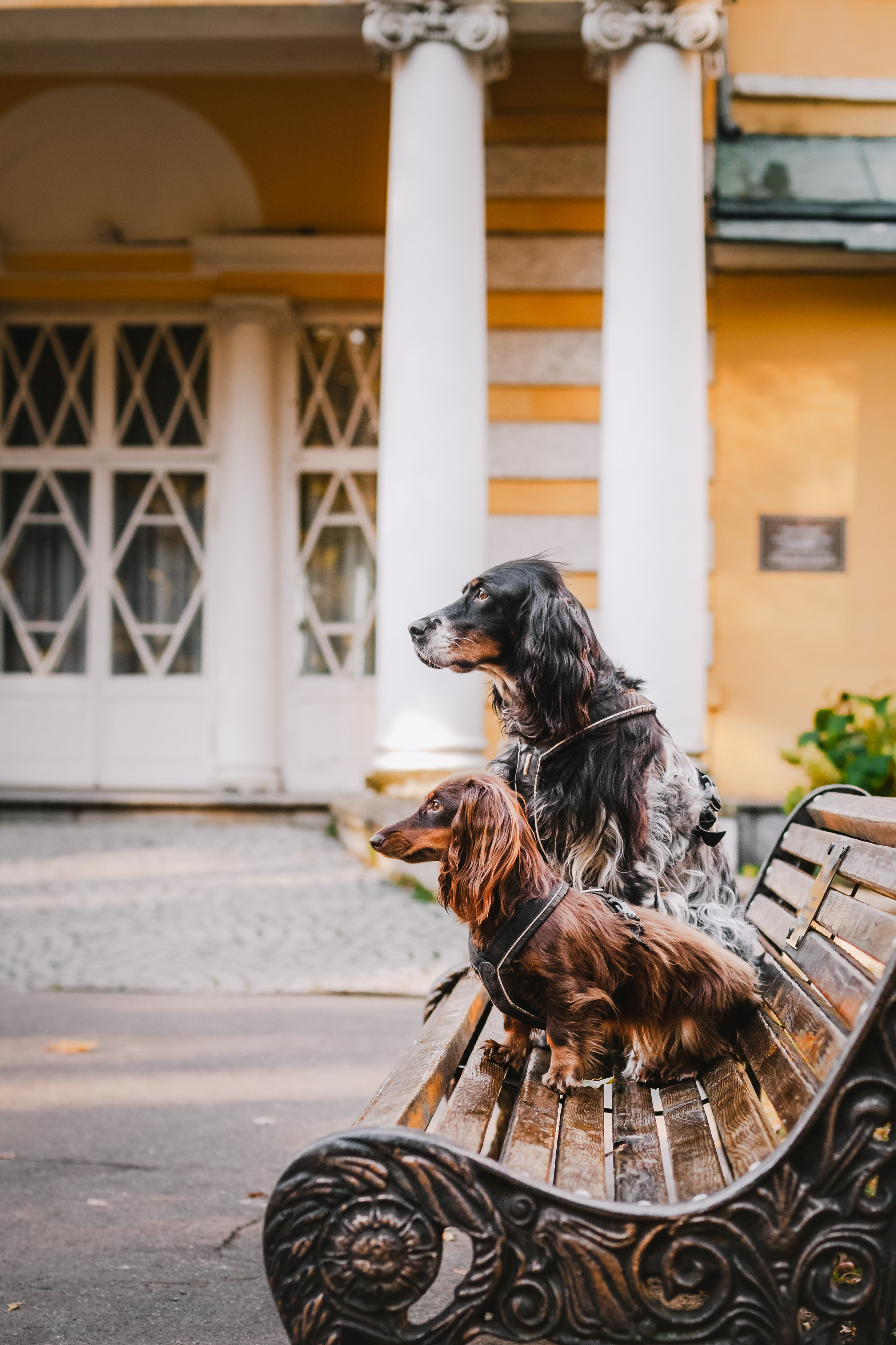 Света, Хайди, Богдана. Фотограф-анималист Татьяна Степанова