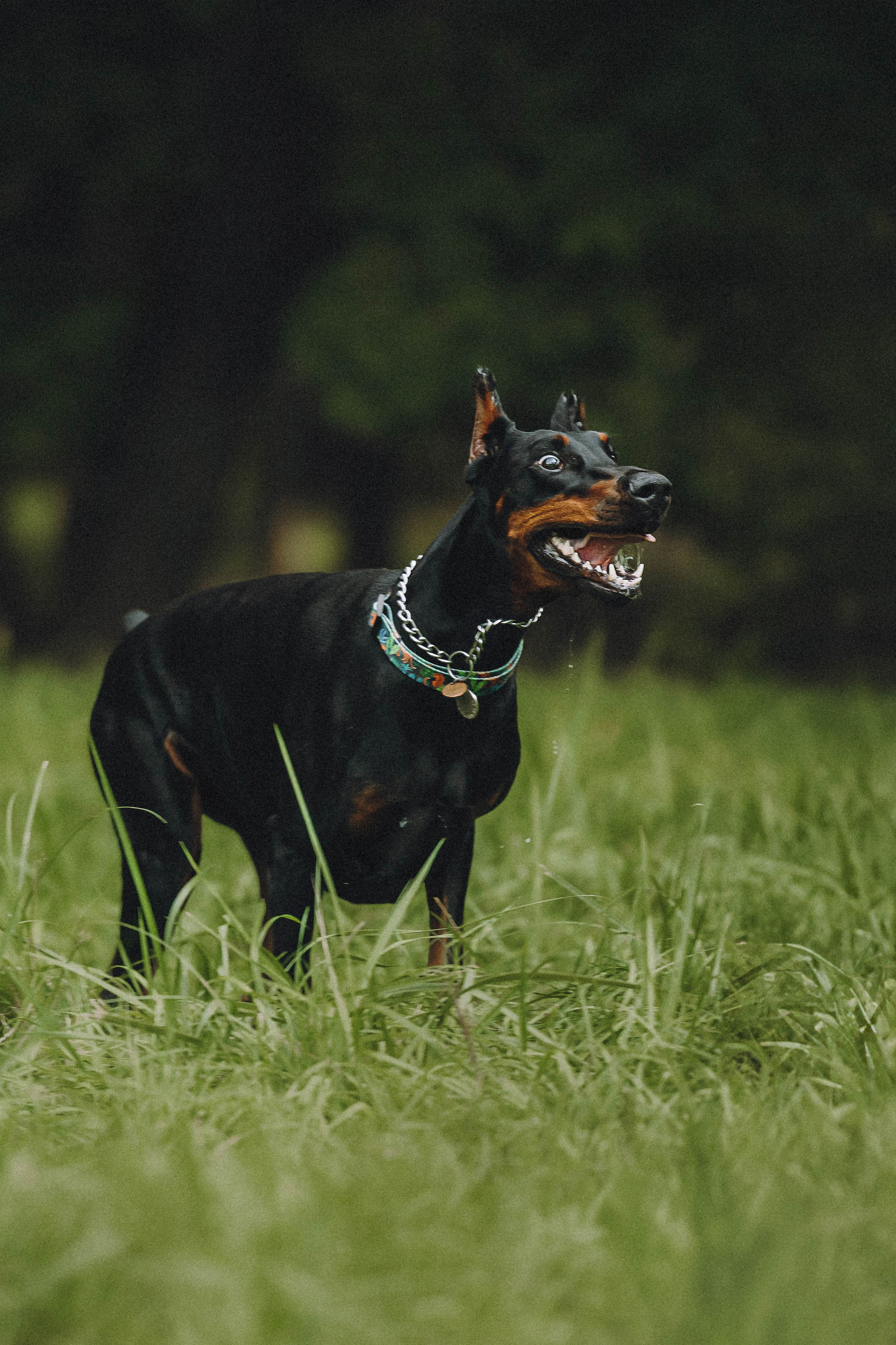 Паша и Хайди