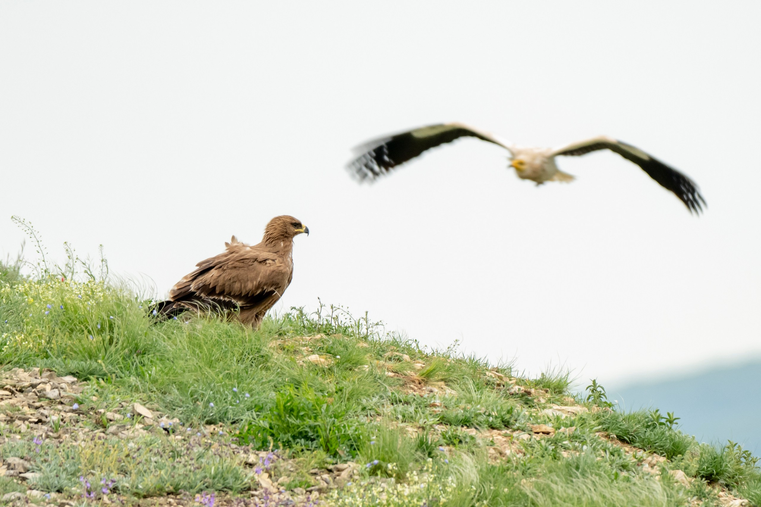 Дикая природа Дагестана. Май 2025 г. Foto-Zuev фотография как искусство