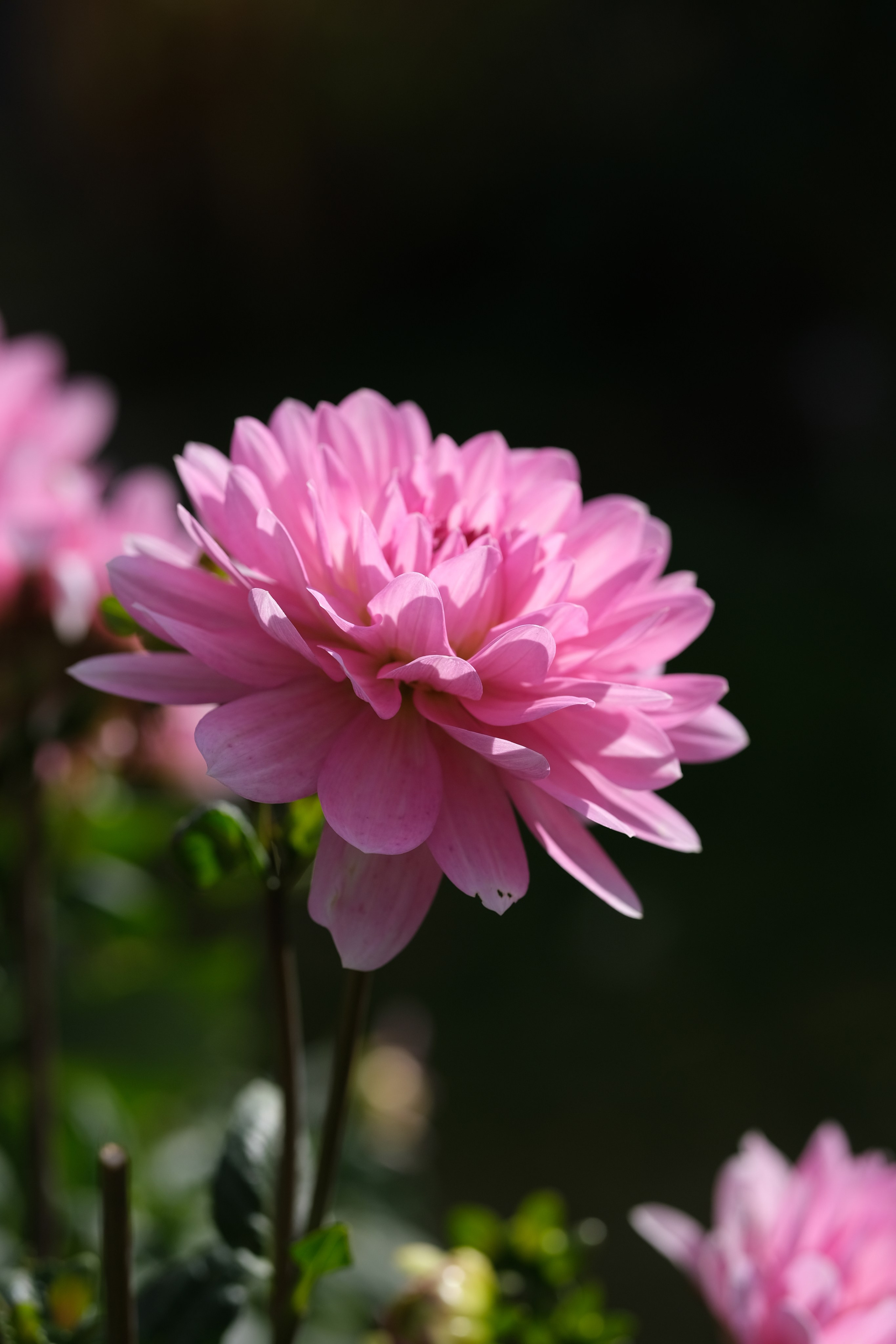 Портреты I. Фотографии города, архитектуры, цветов, макро, кошек. Москва