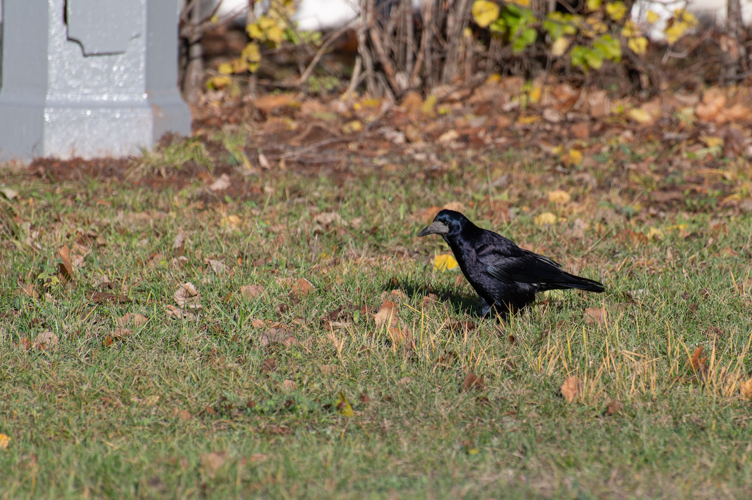 20241102 МГУ. Дмитрий Ремизов. Фотография, как хобби