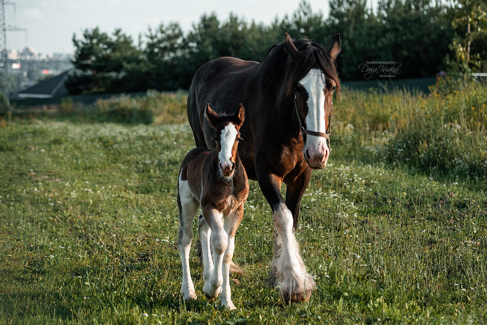 Рапунцель и Квини. Конный фотограф Куракина Дарья • Фотосессии с лошадьми