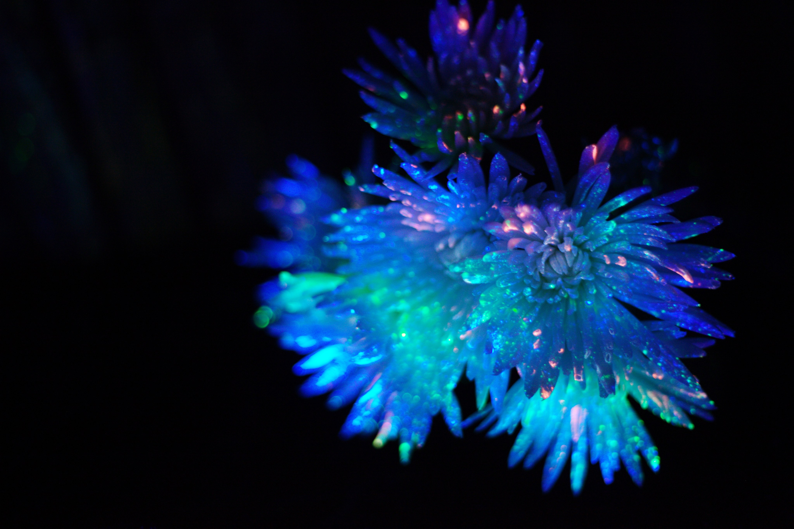 Светящиеся цветы | SVЕТЫ