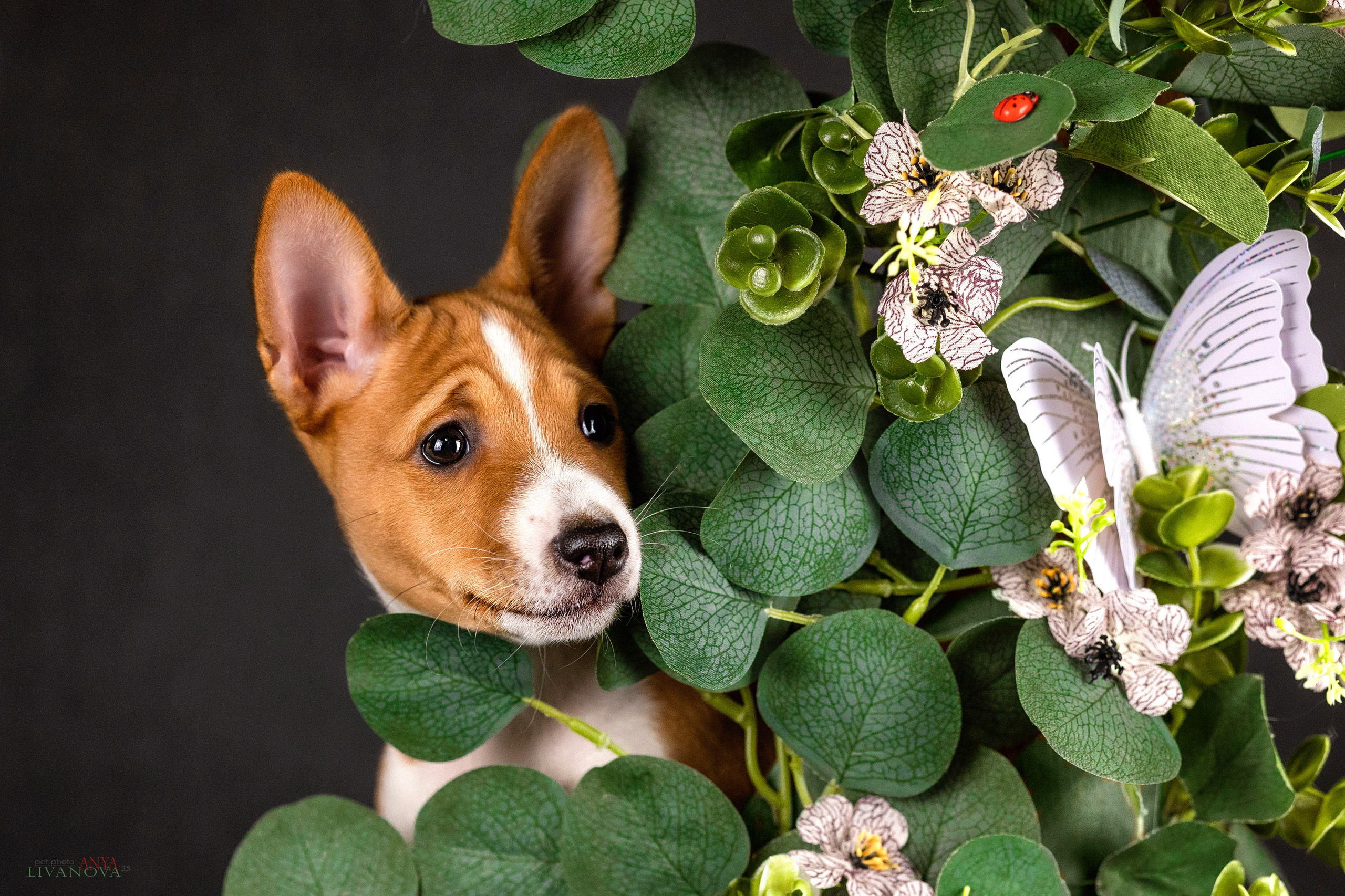 Басенджи. Фотограф анималист Аня Ливанова | Рыбинск
