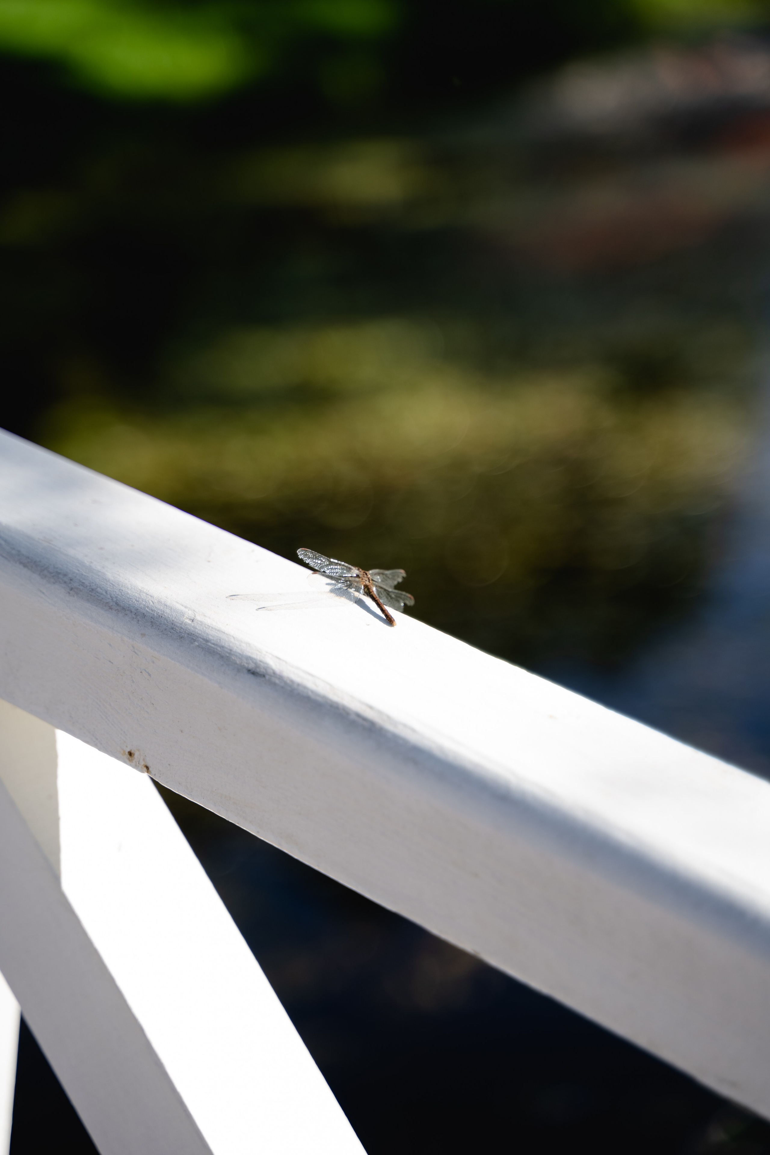Наталья в Усадьбе Михайловское. Свадебный и семейный фотограф в Пскове и Острове Света Суворова