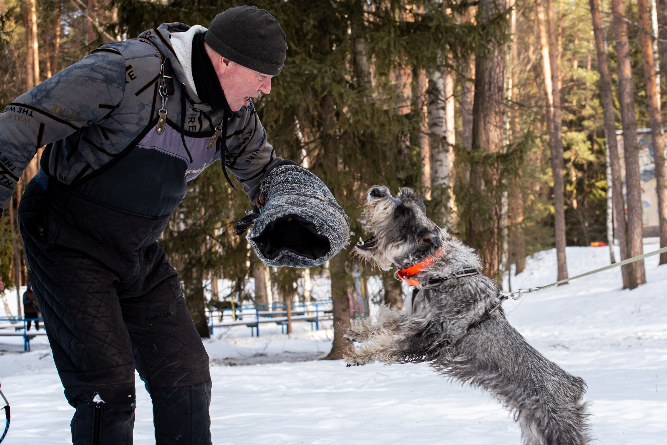Фотосъёмка с собаками в Кинологическом лагере. Фотограф Макс Огурцов в Нижнем Новгороде