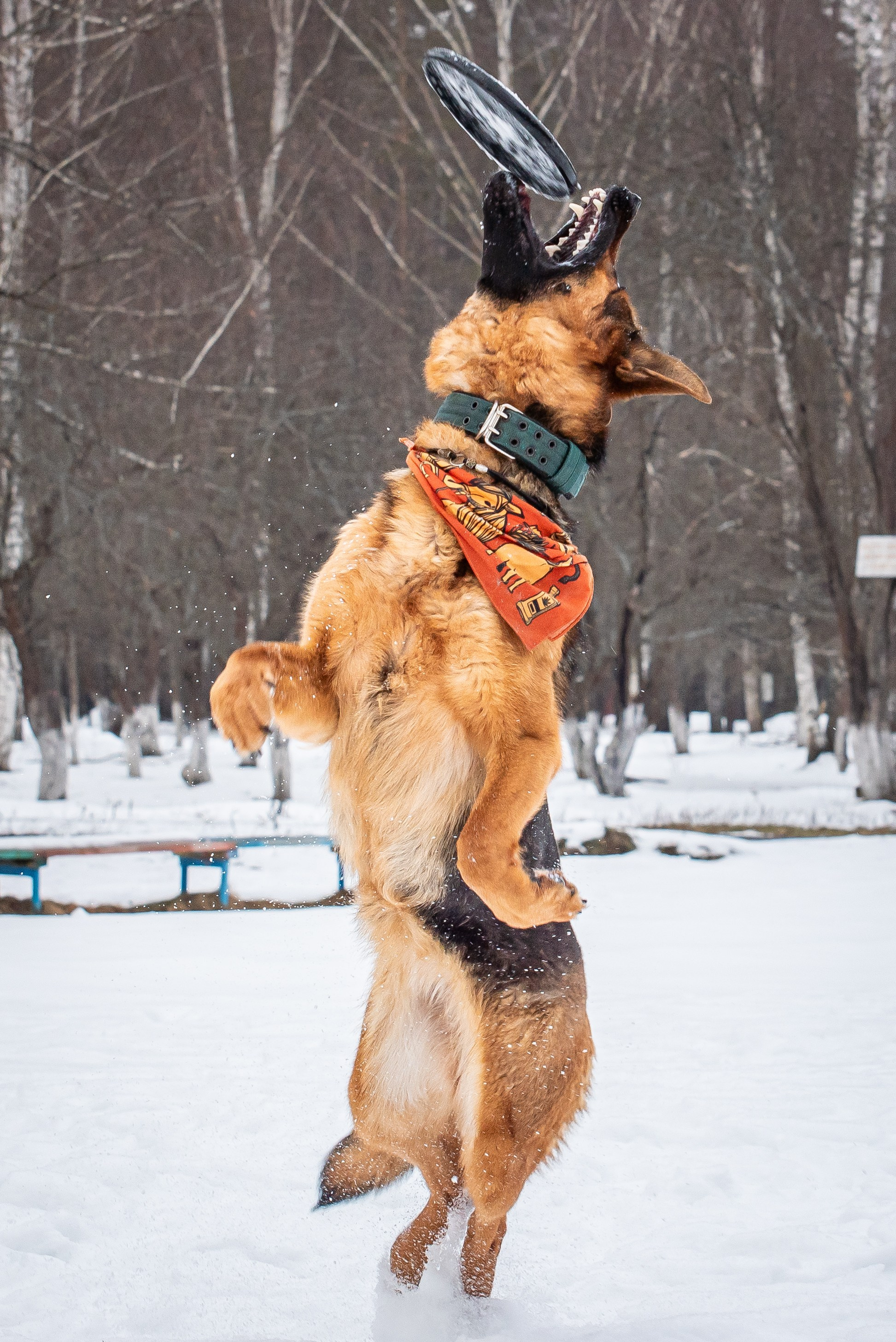 Фотосъёмка с собаками в Кинологическом лагере. Фотограф Макс Огурцов в Нижнем Новгороде