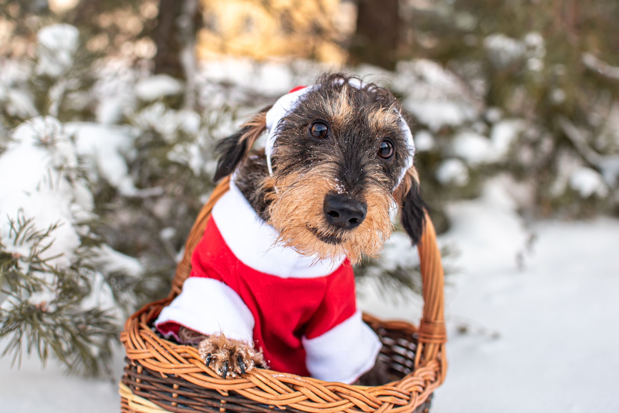 Фотограф Анималист. Фотограф Макс Огурцов в Нижнем Новгороде