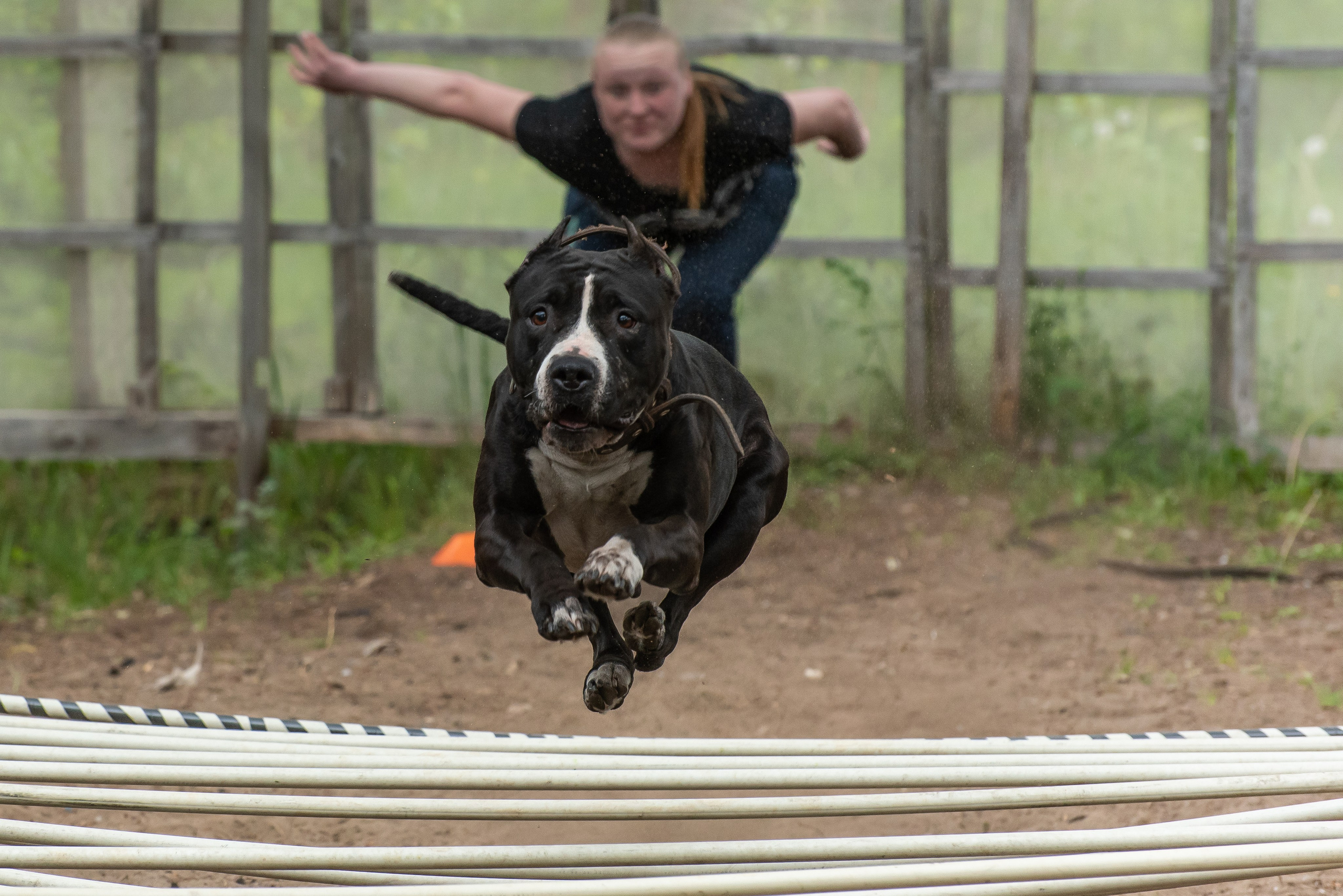 Спортивный фотограф анималист Пит-Стафф многоборье. Фотограф Макс Огурцов в Нижнем Новгороде
