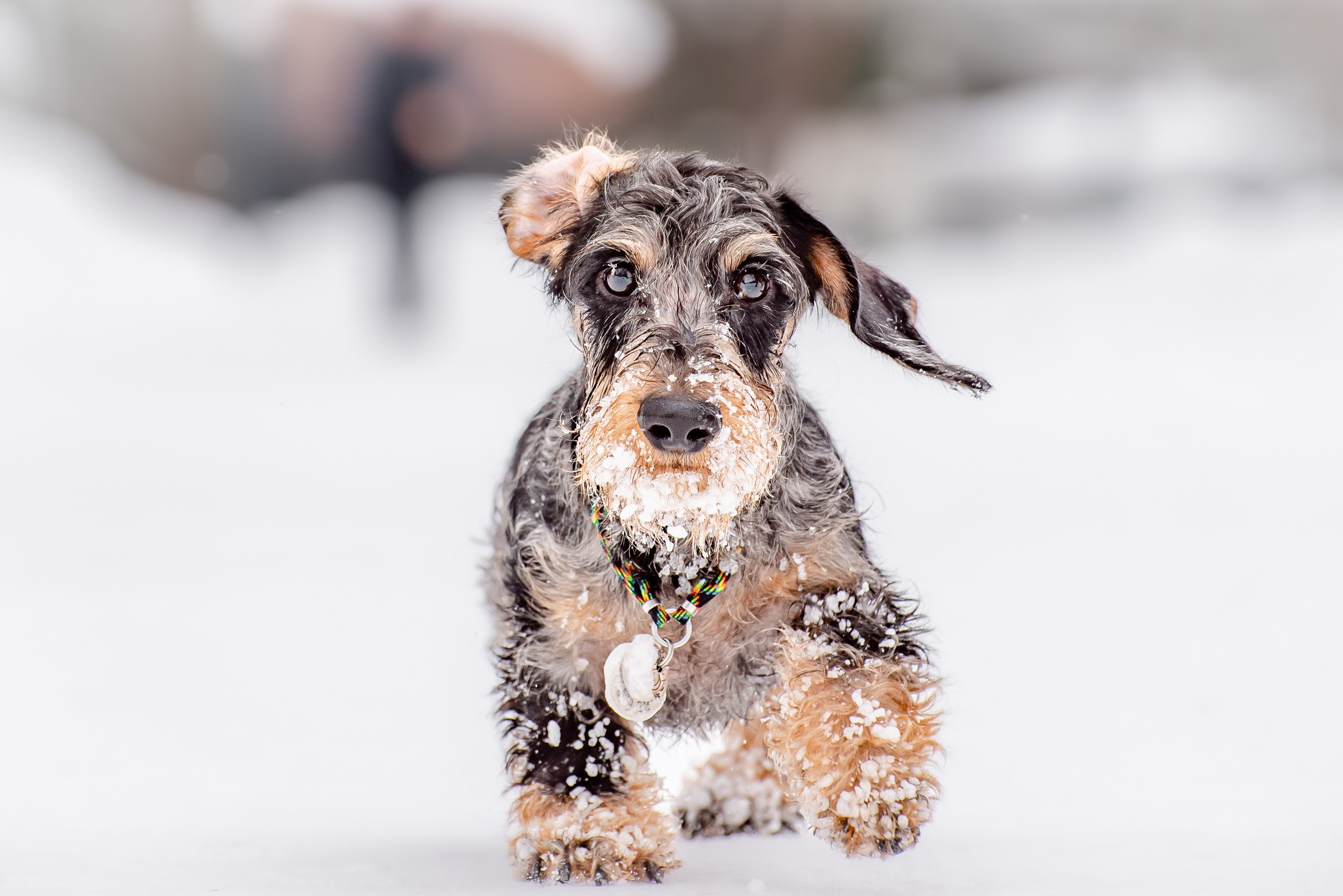 Фотограф Анималист. Фотограф Макс Огурцов в Нижнем Новгороде