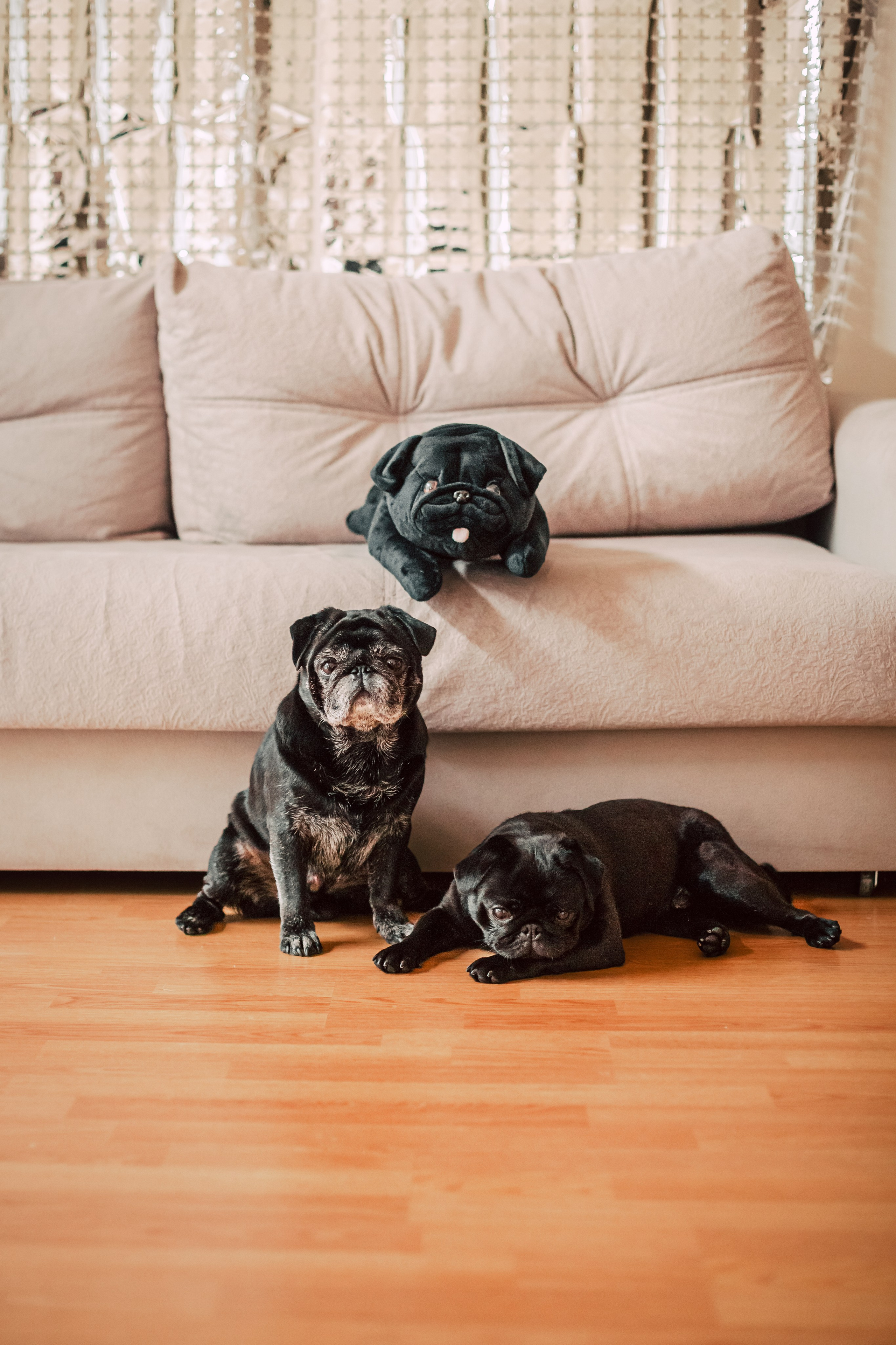 Оля, Харви, Луис. Фотограф-анималист Татьяна Степанова