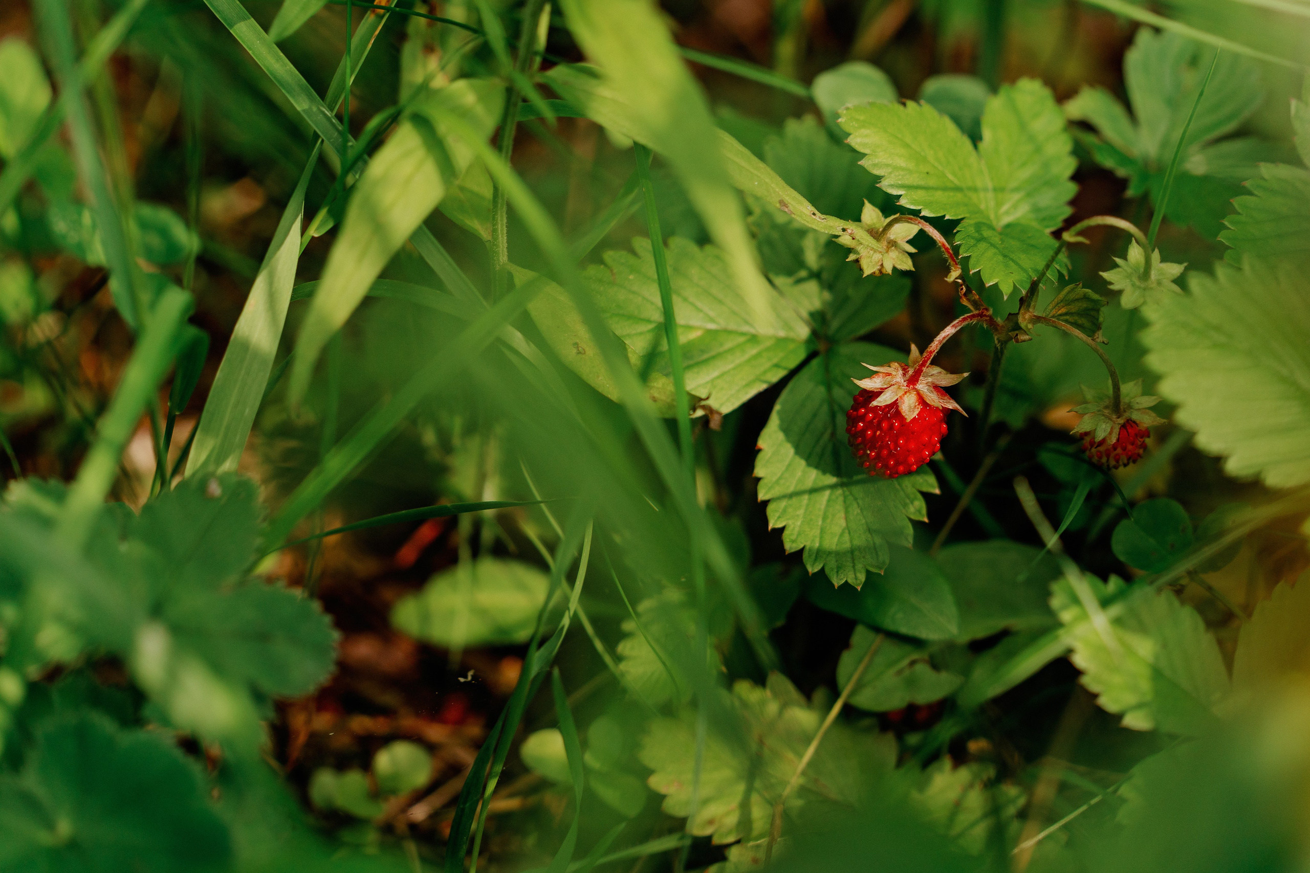 Butterfly. Lokos.pro Ник Соколов Фото и Видео Москва/Ростов-на-Дону