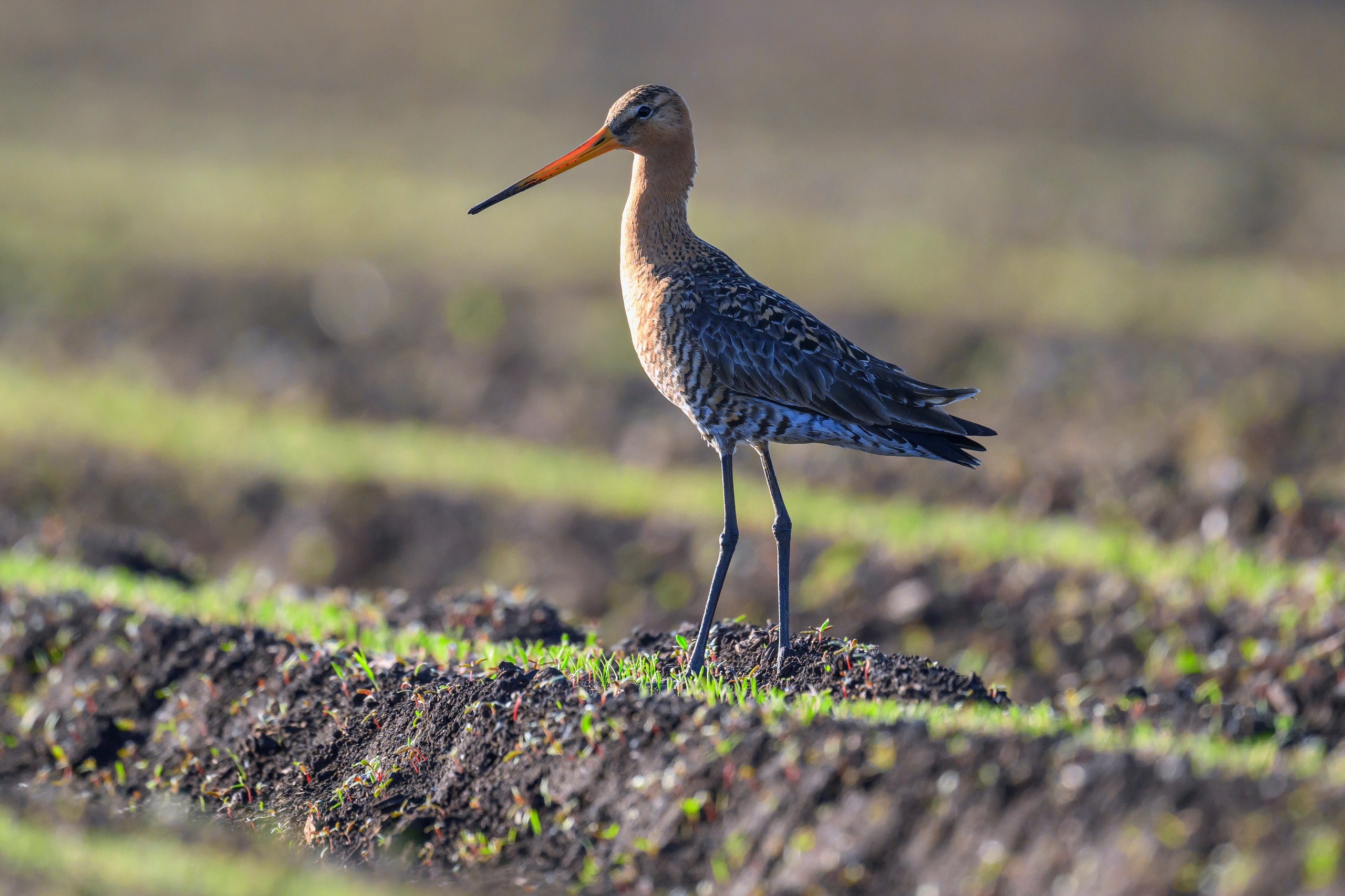 Веретенник и славка. Wildlife photography by Sergey Puponin
