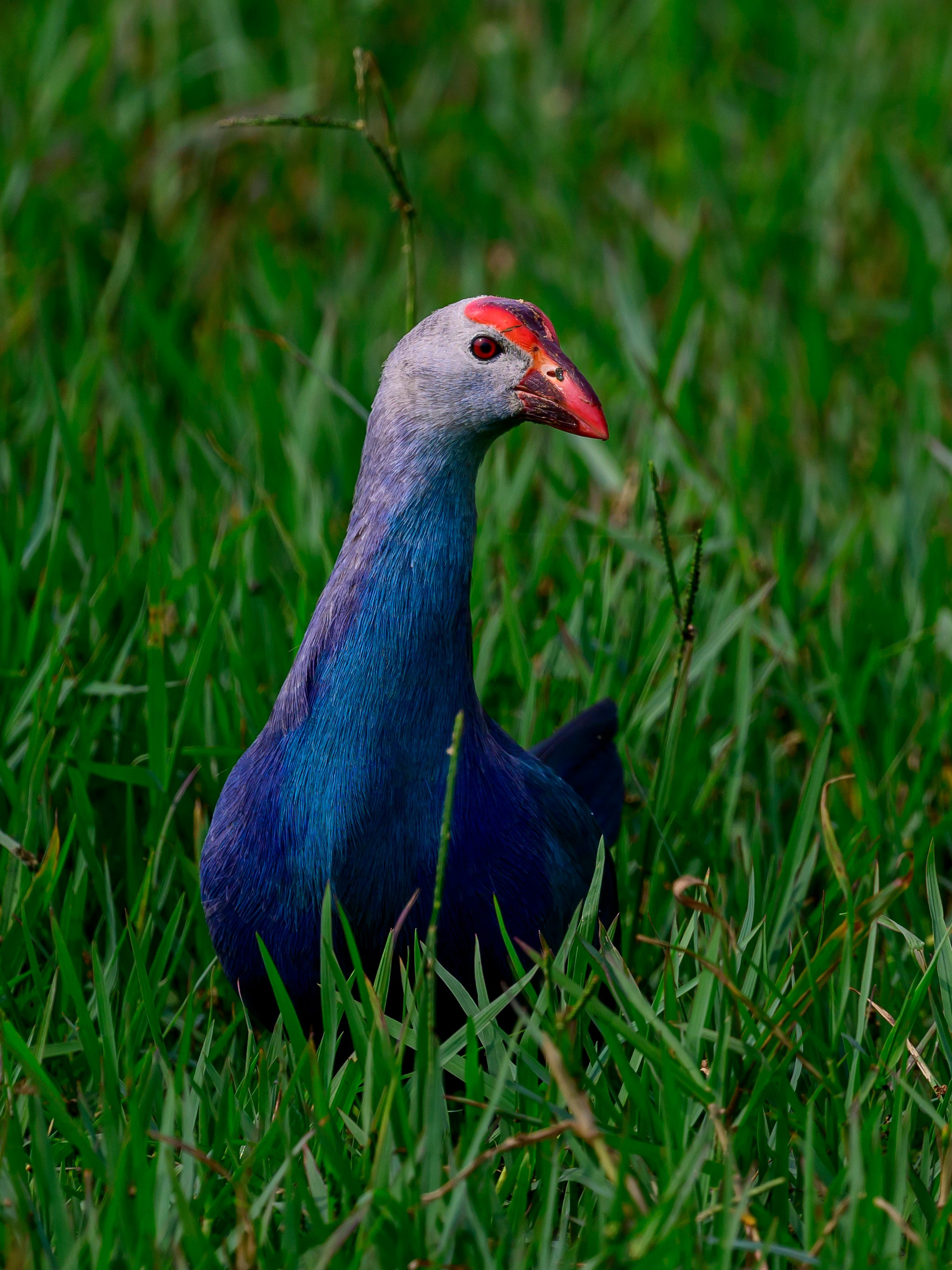 Раджастан, Индия. Wildlife photography by Sergey Puponin