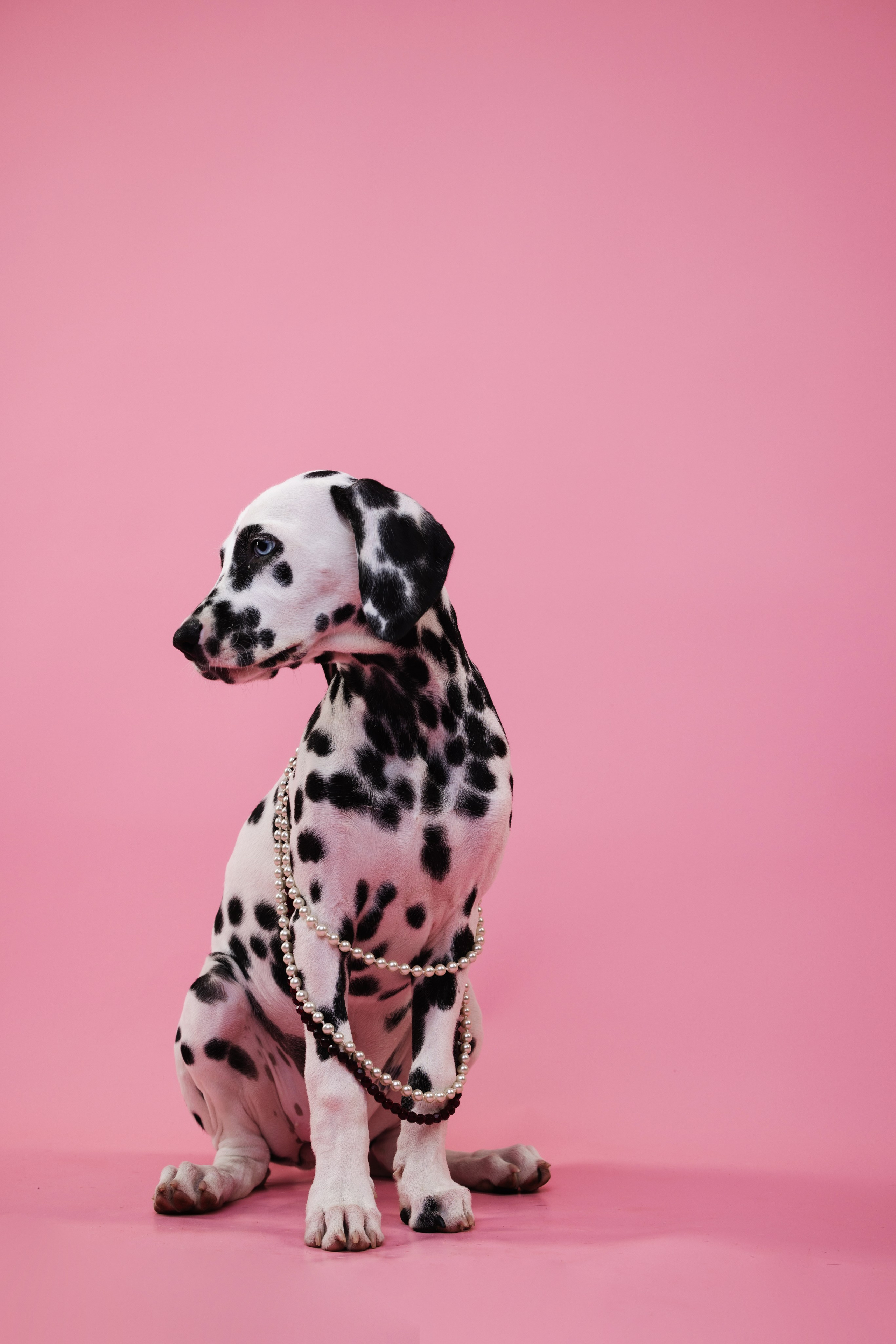 Далматин Одри. Фотограф анималист Осипчикова Мария