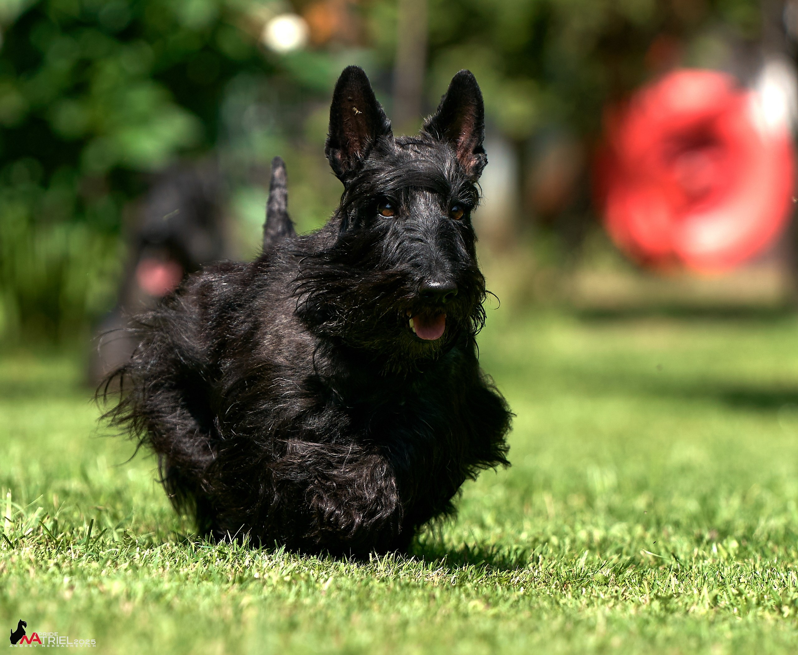 Алабаи и скотч-терьеры в питомнике у Ольги