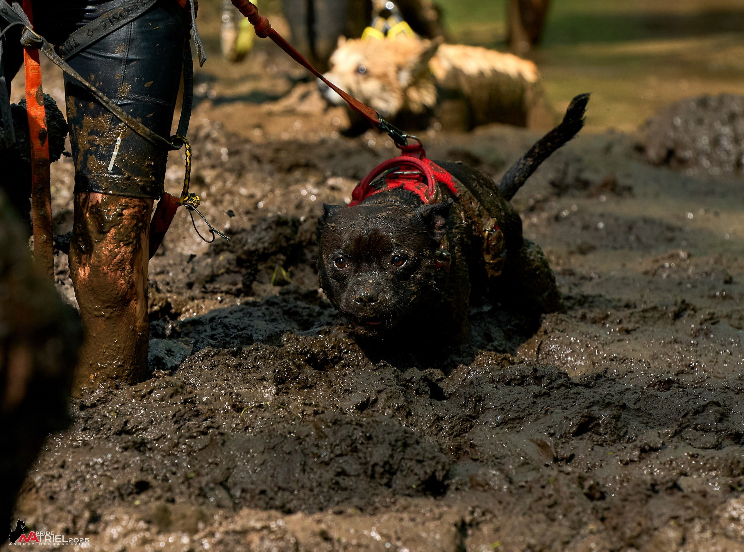 Russian Extreme Dog Trail — 2025