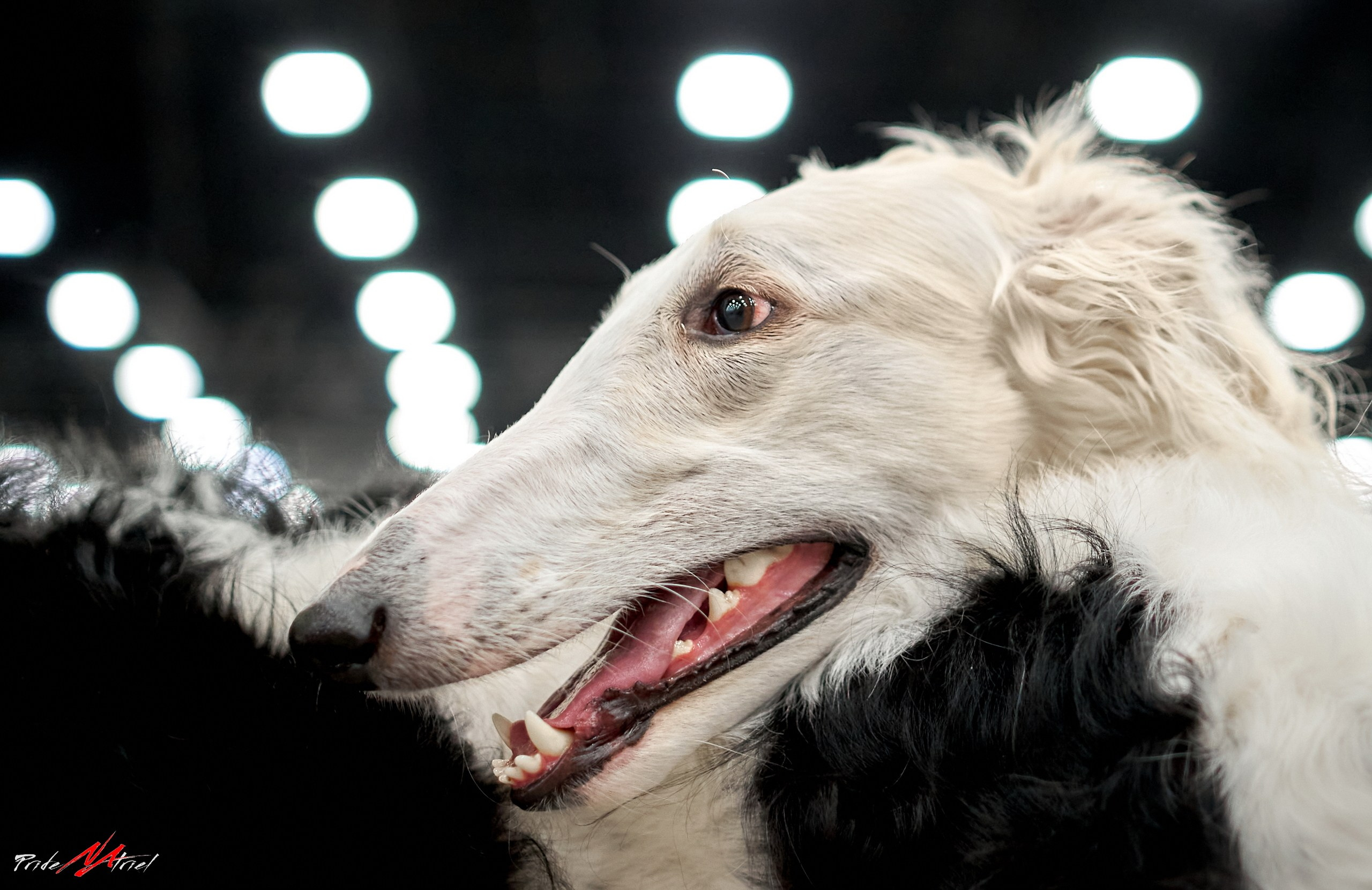 Портреты собак — галерея NATRIEL