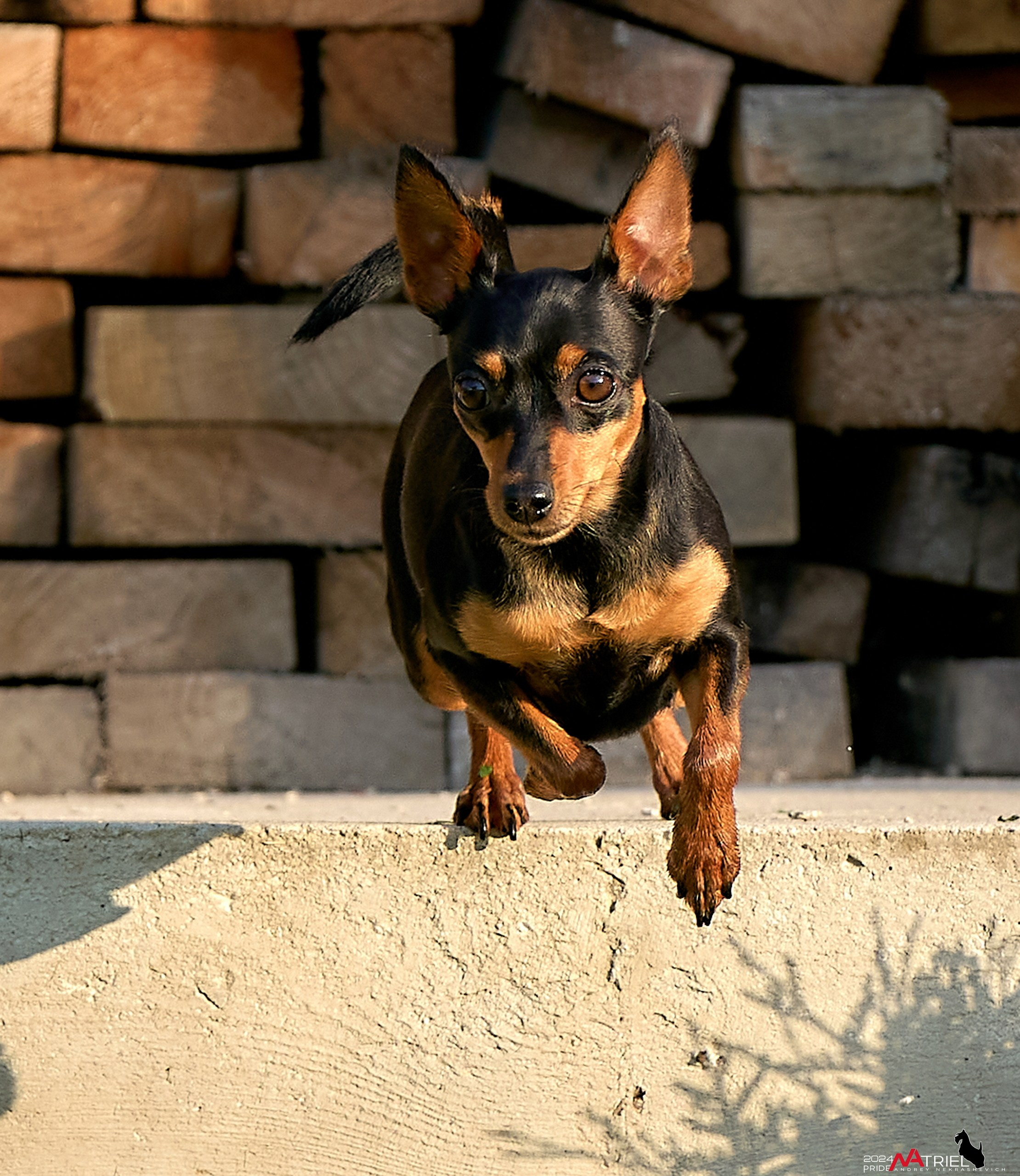 Фотопрогулка с крысариками