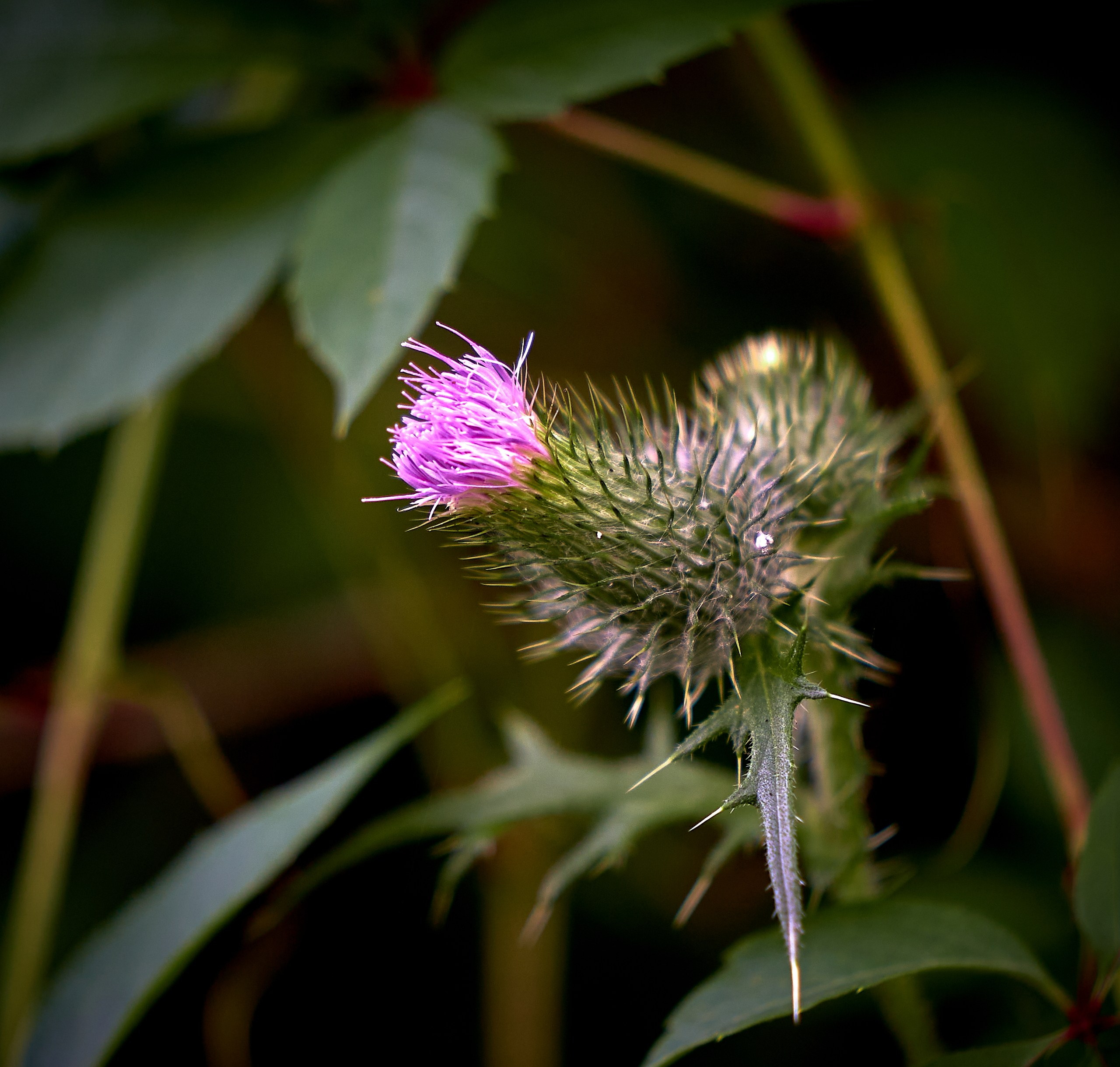 Лютики-цветочки — галерея NATRIEL