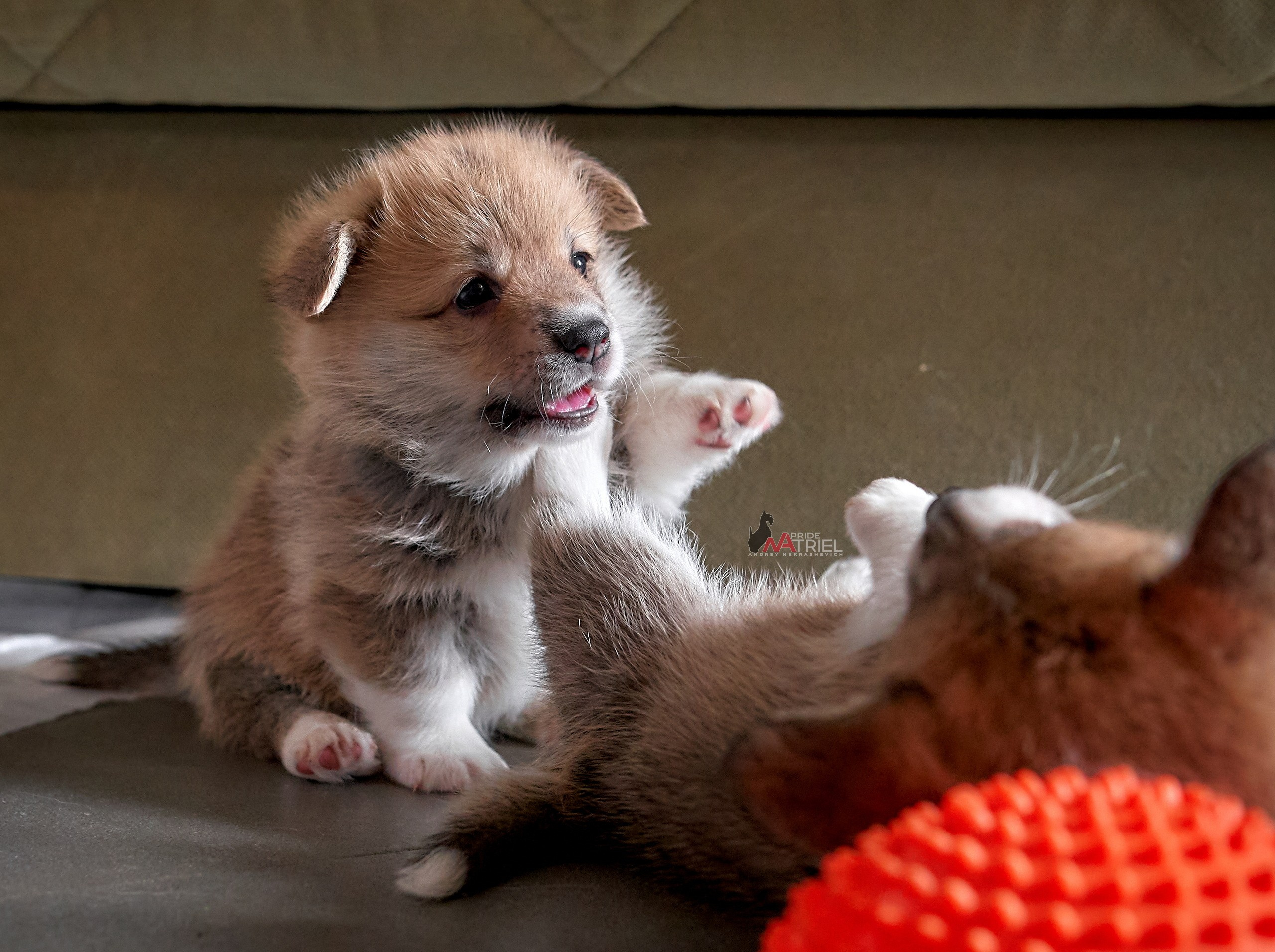 Щенки дома — галерея NATRIEL