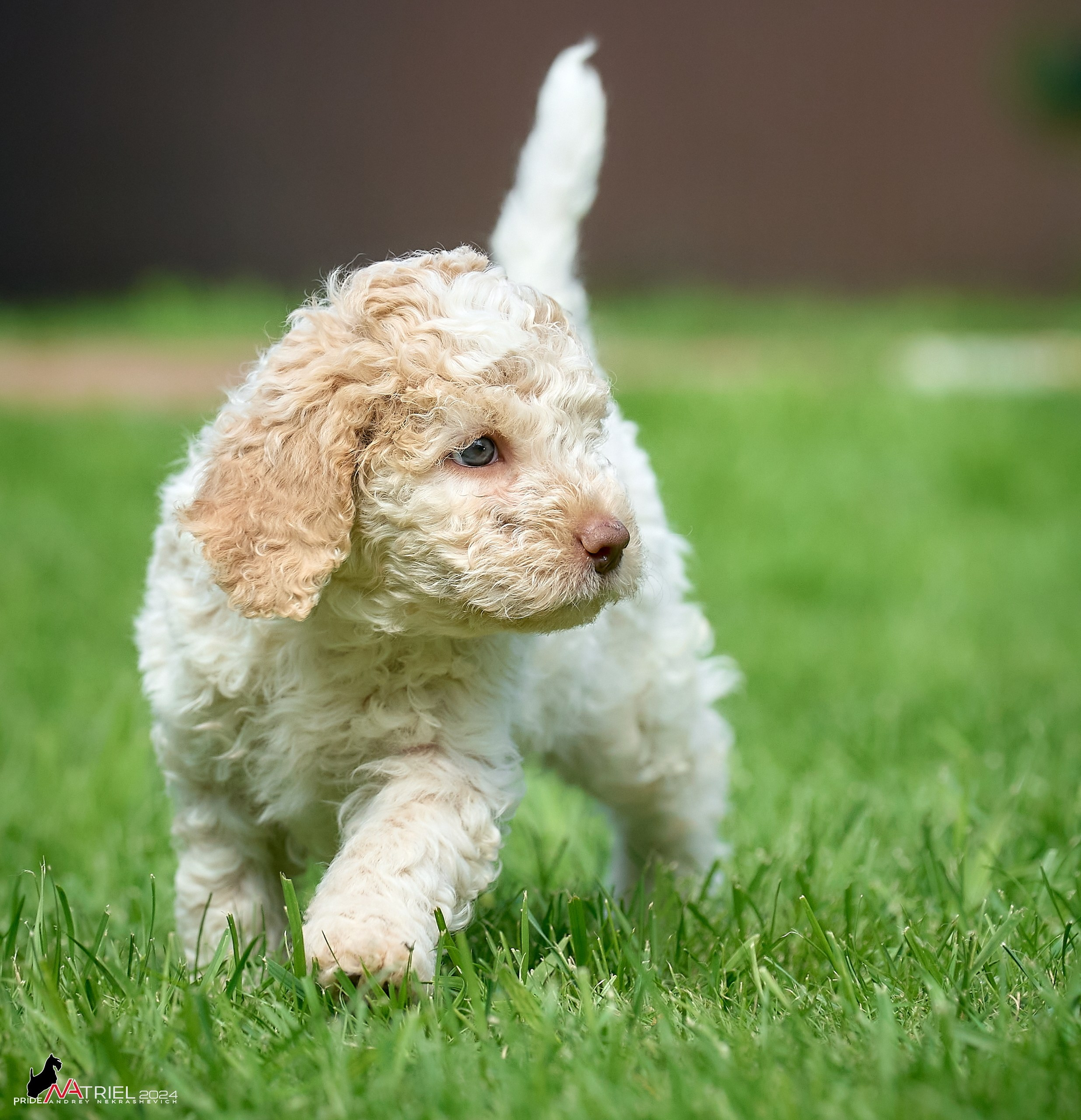 Съемка щенков лаготто