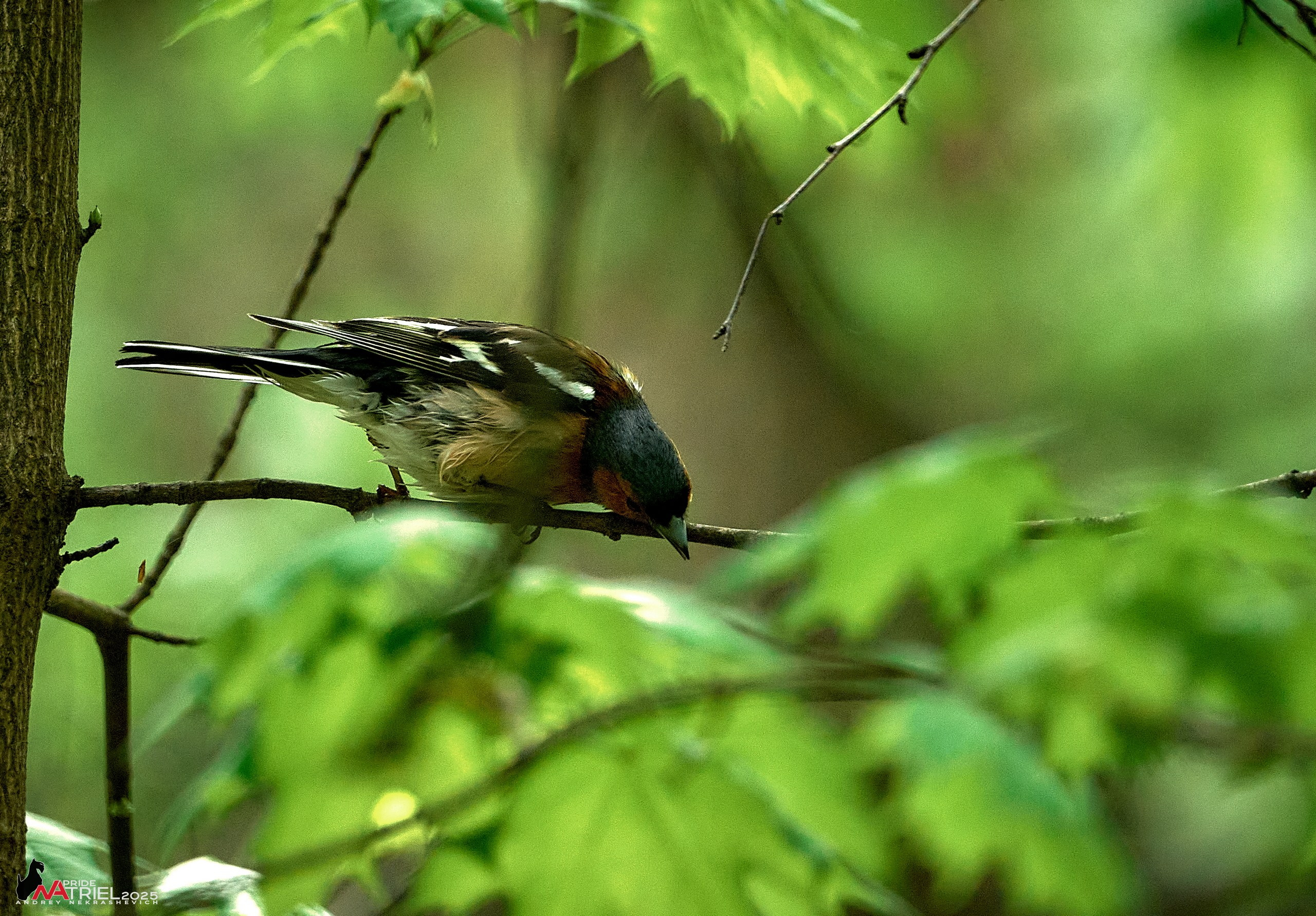 Съемка в майском лесу