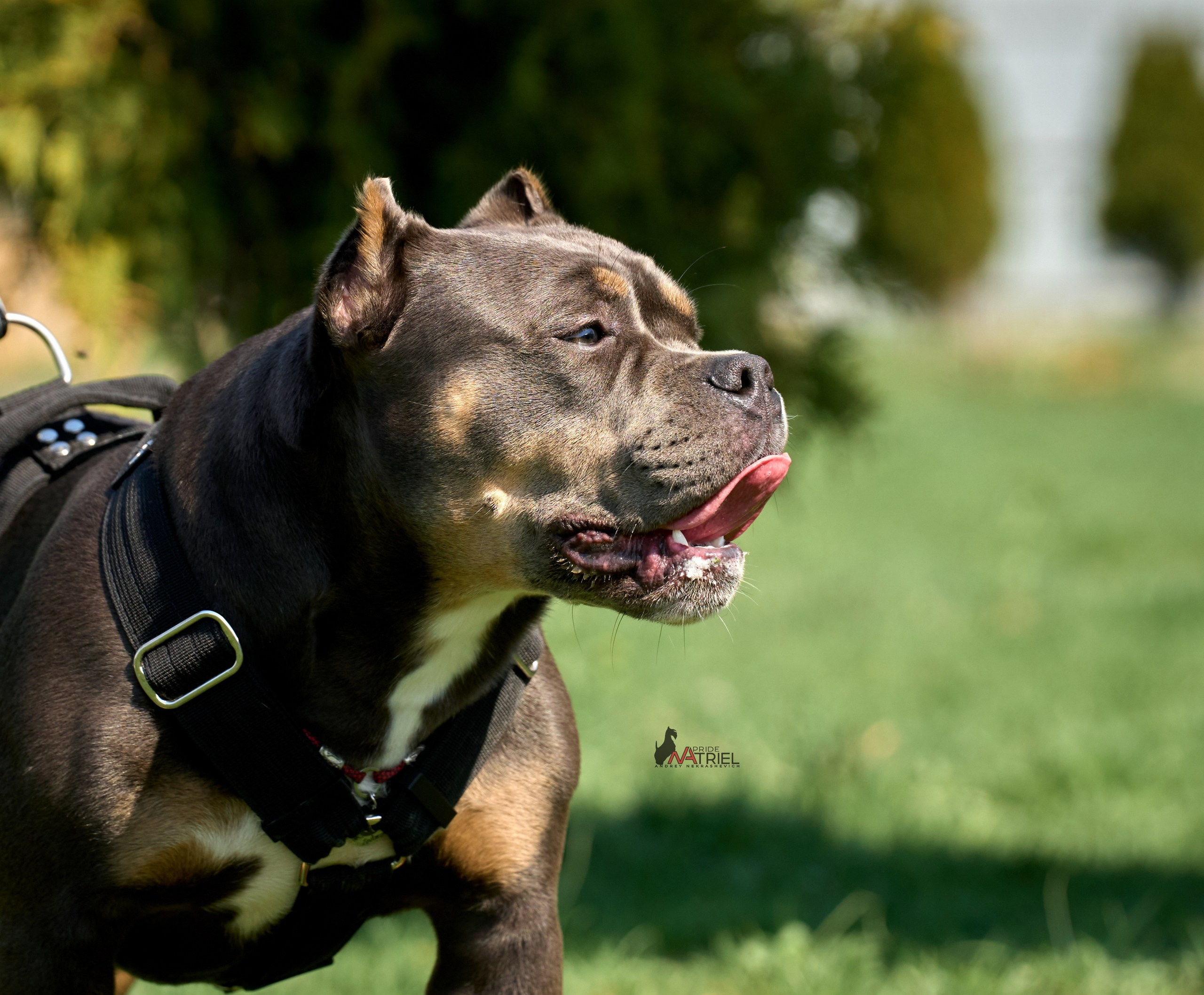 Среднеазиаты — щенки и взрослые