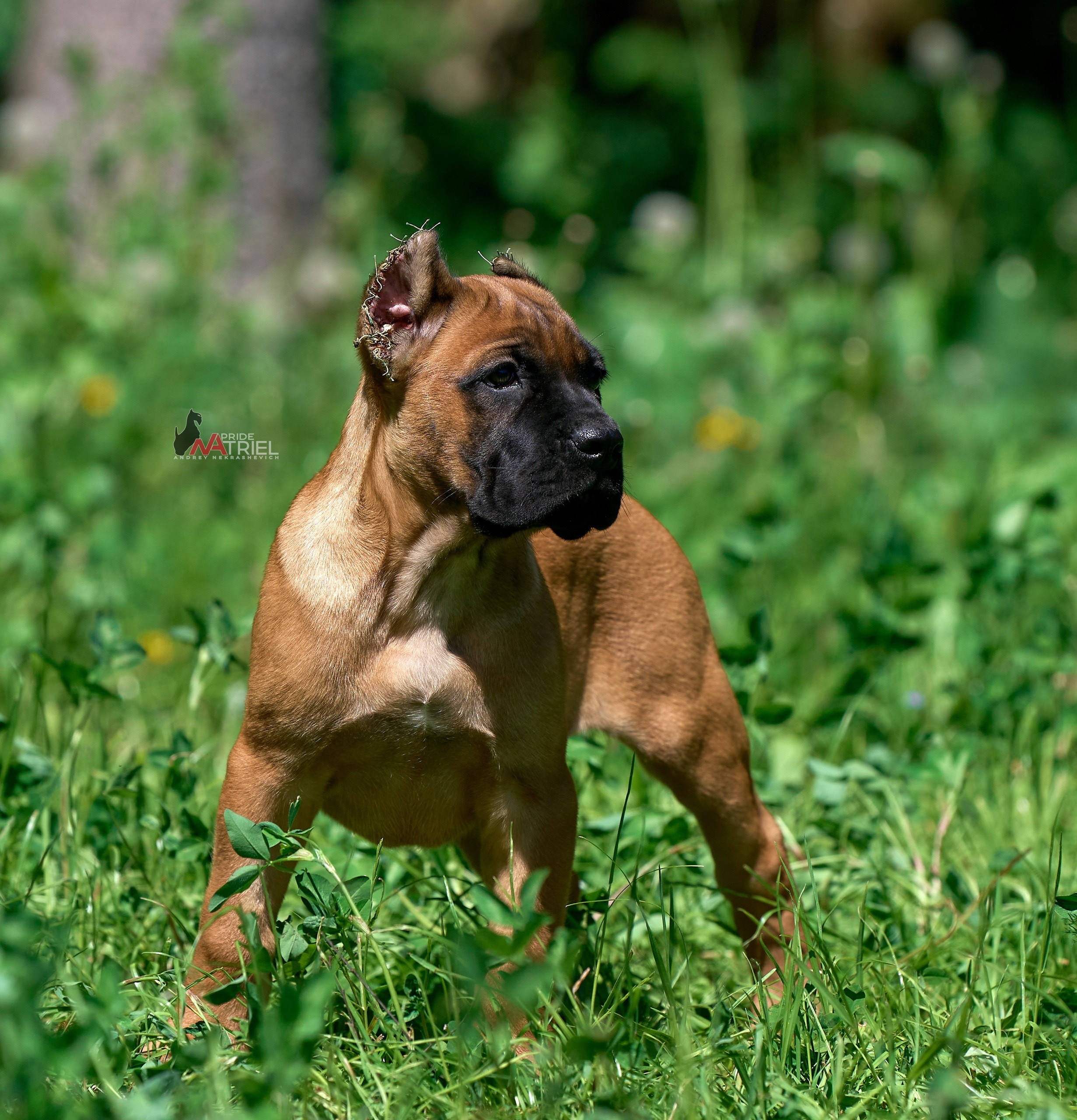 Щенки на прогулке — галерея NATRIEL