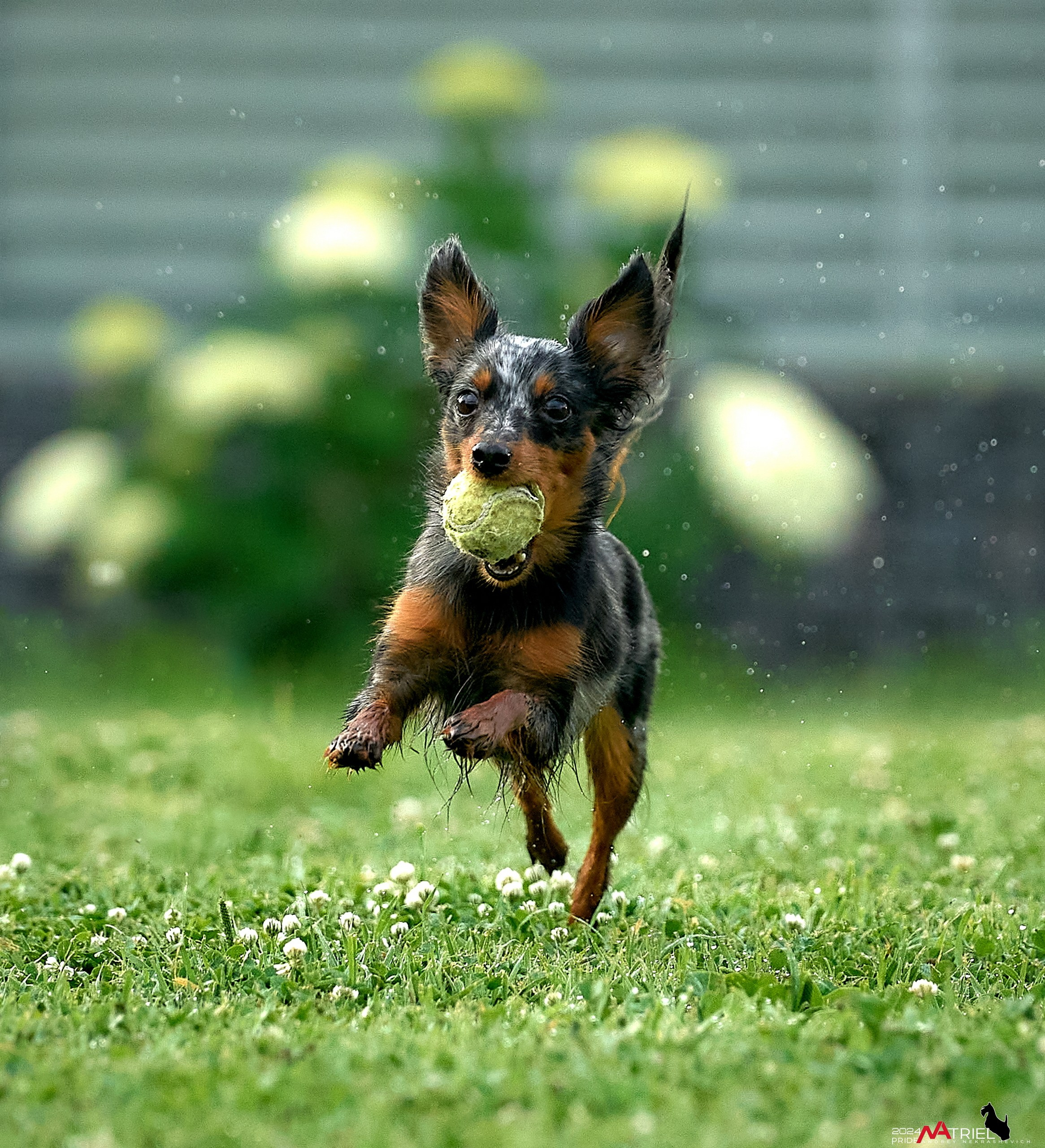 Фотопрогулка с крысариками