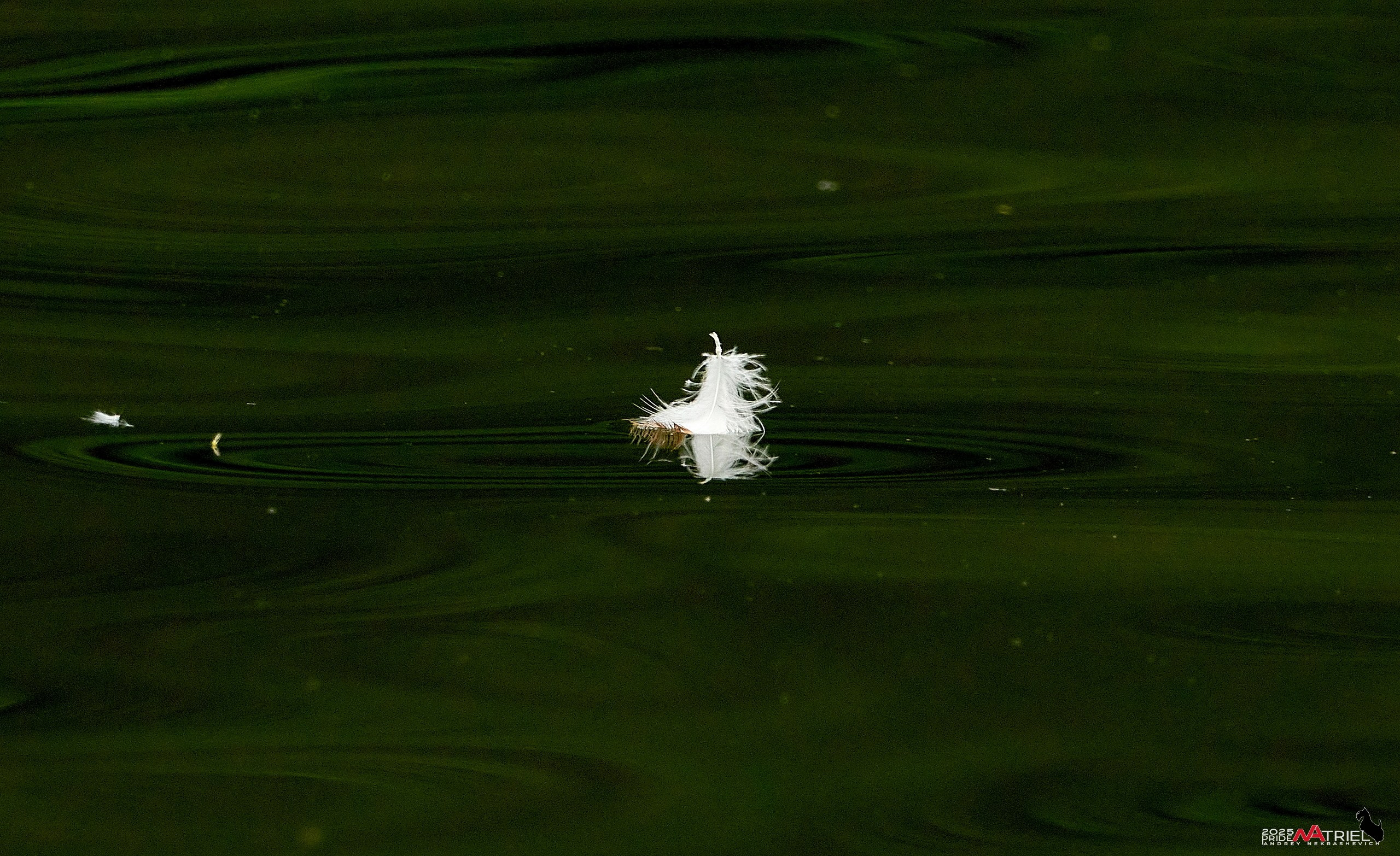 Съемка в парке на воде