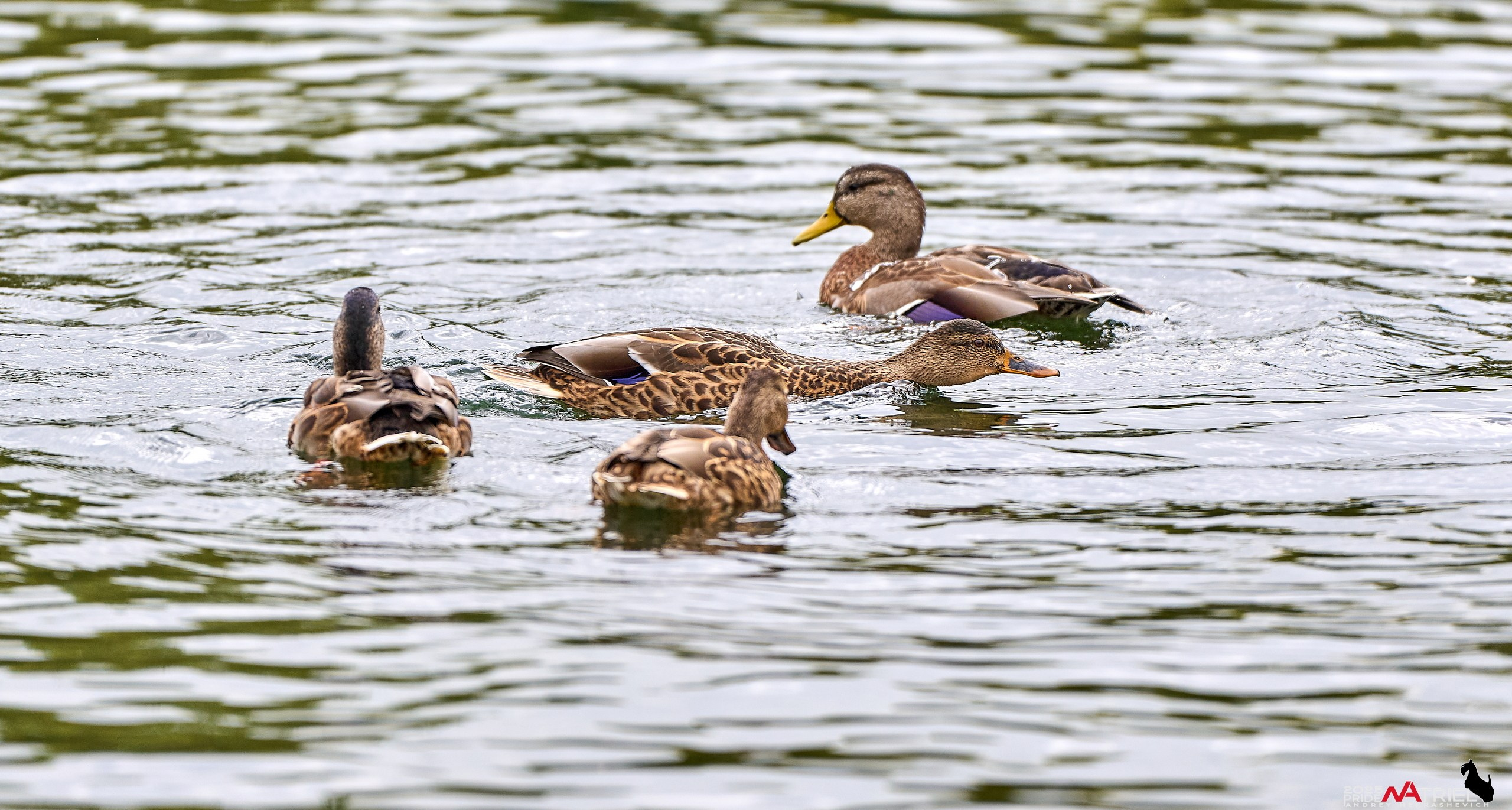 Утки на пруду