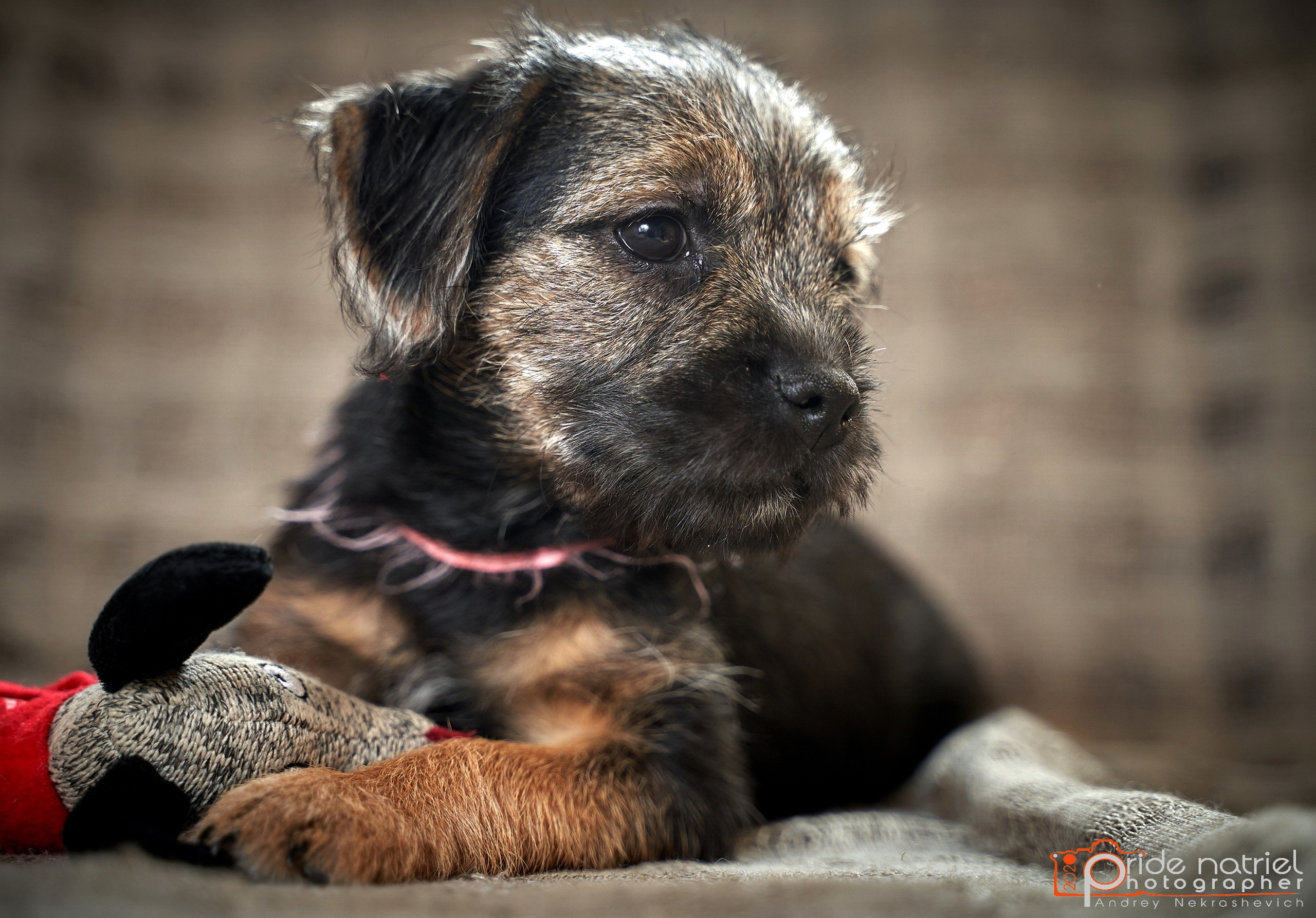 Щенки дома — галерея NATRIEL