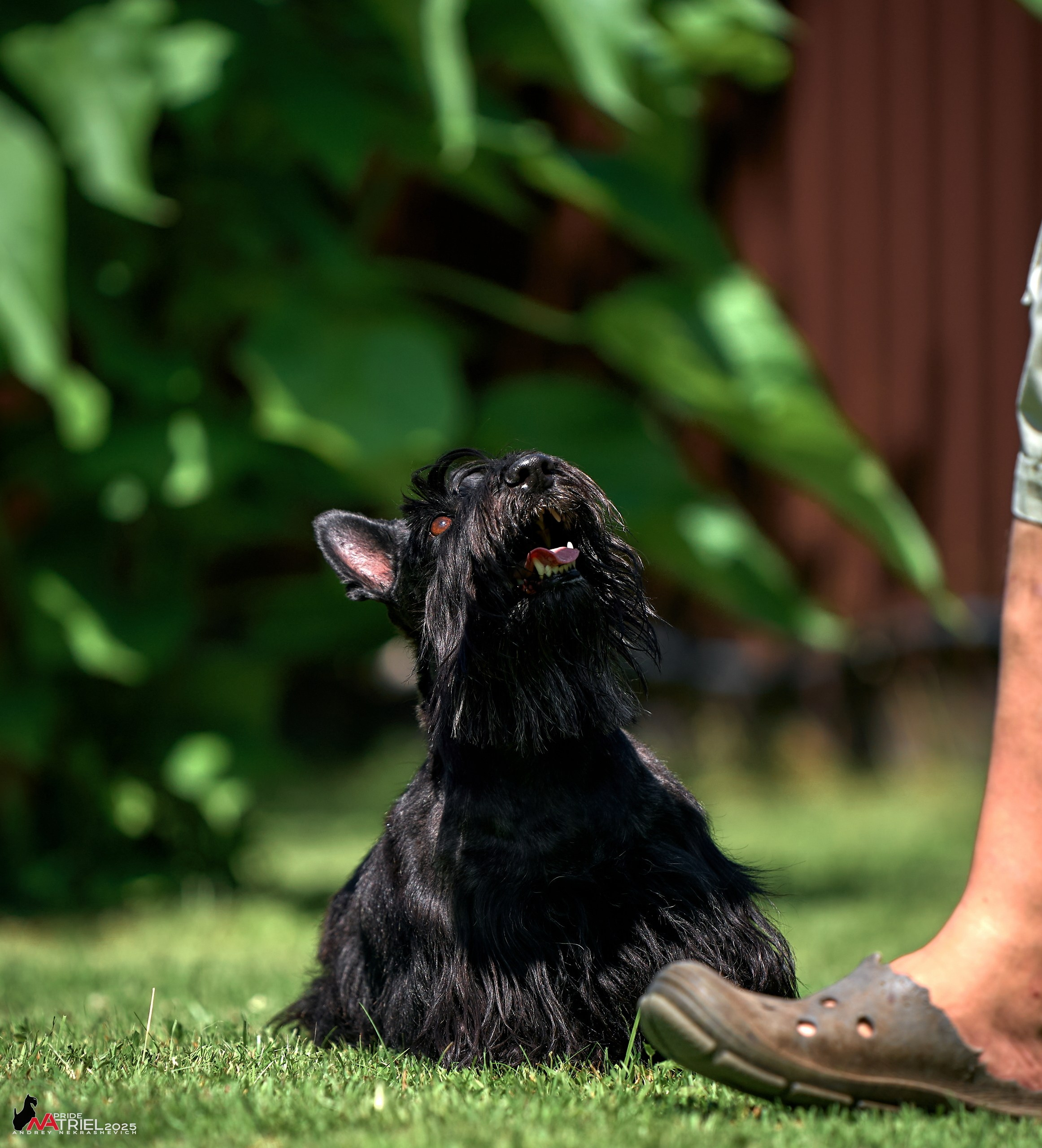 Алабаи и скотч-терьеры в питомнике у Ольги