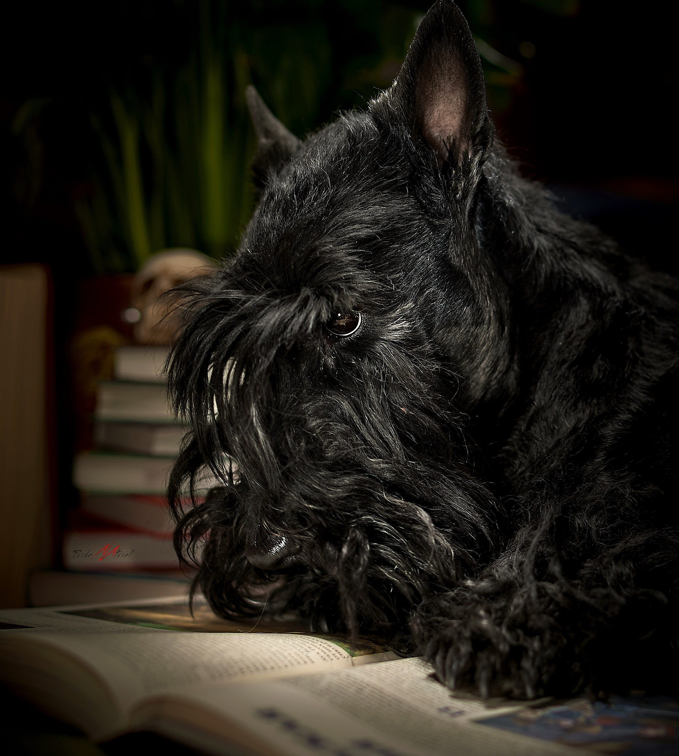 Портреты собак — галерея NATRIEL