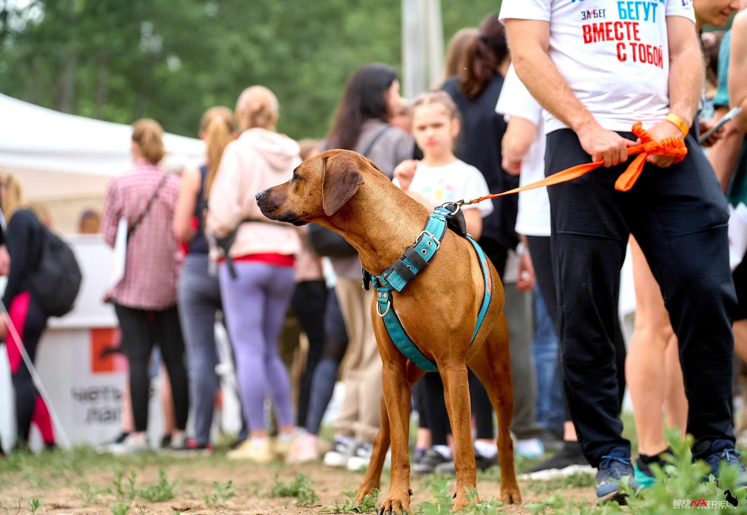 Russian Extreme Dog Trail — 2025