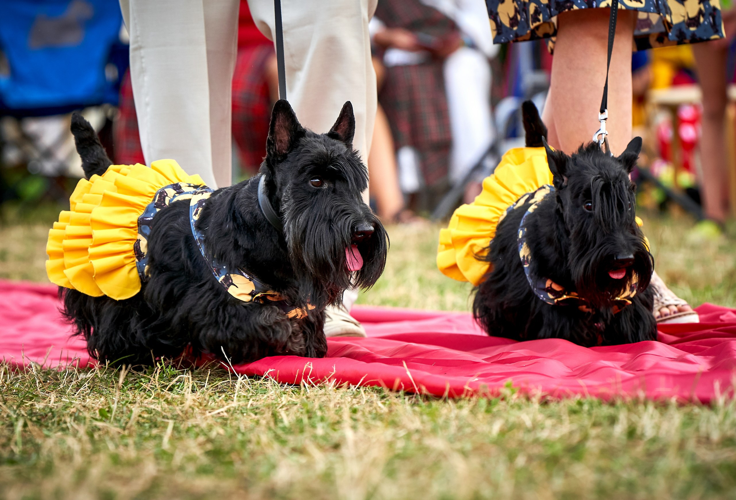 Мероприятия с собаками — галерея NATRIEL