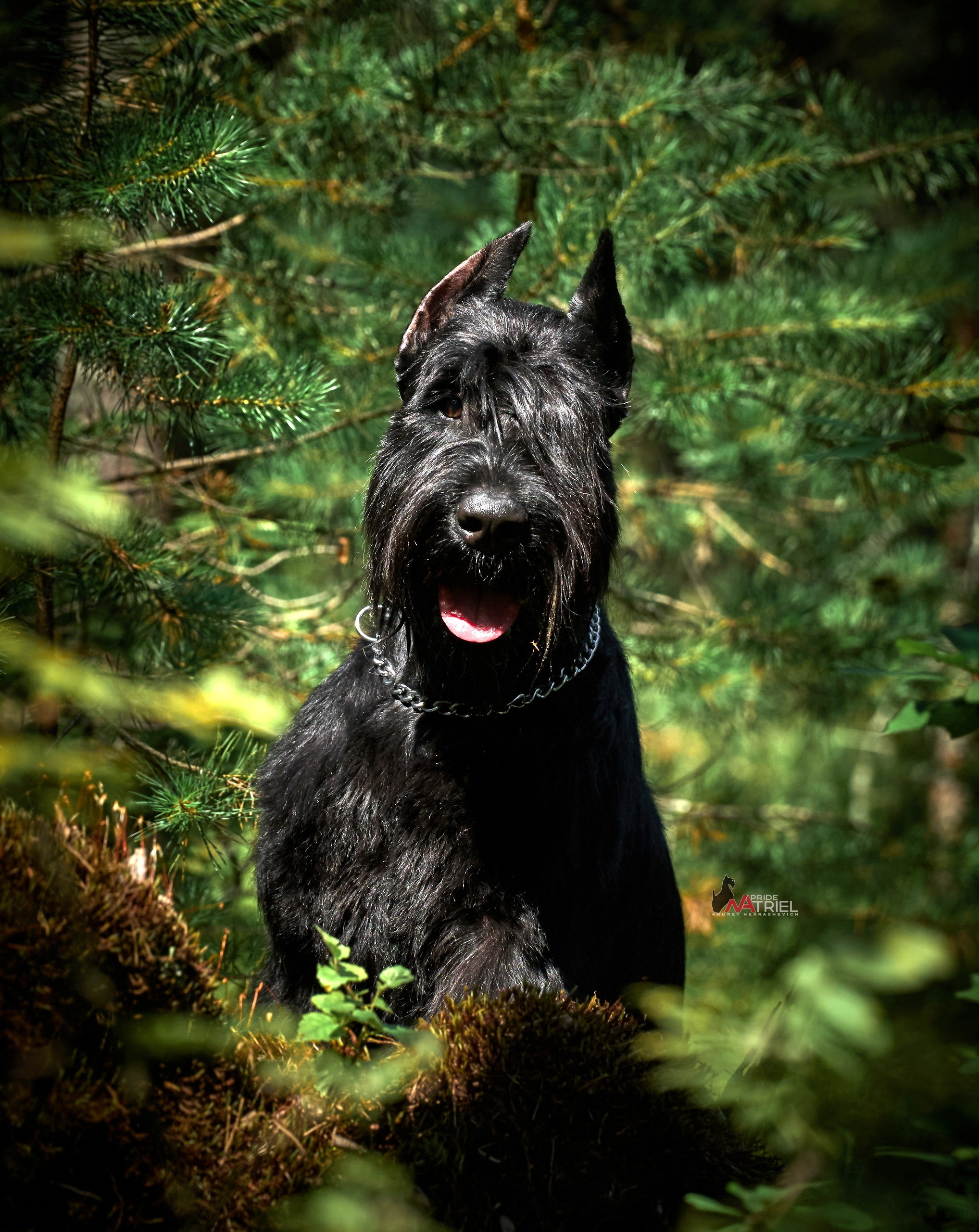 Портреты собак — галерея NATRIEL