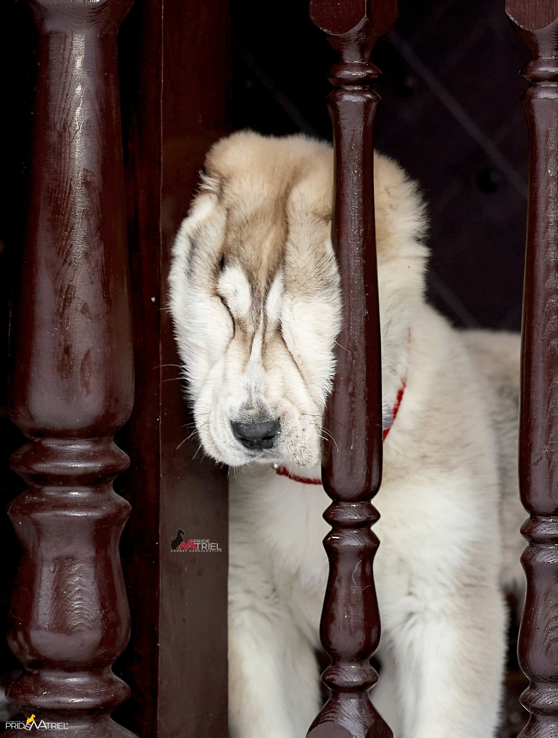 Портреты собак — галерея NATRIEL