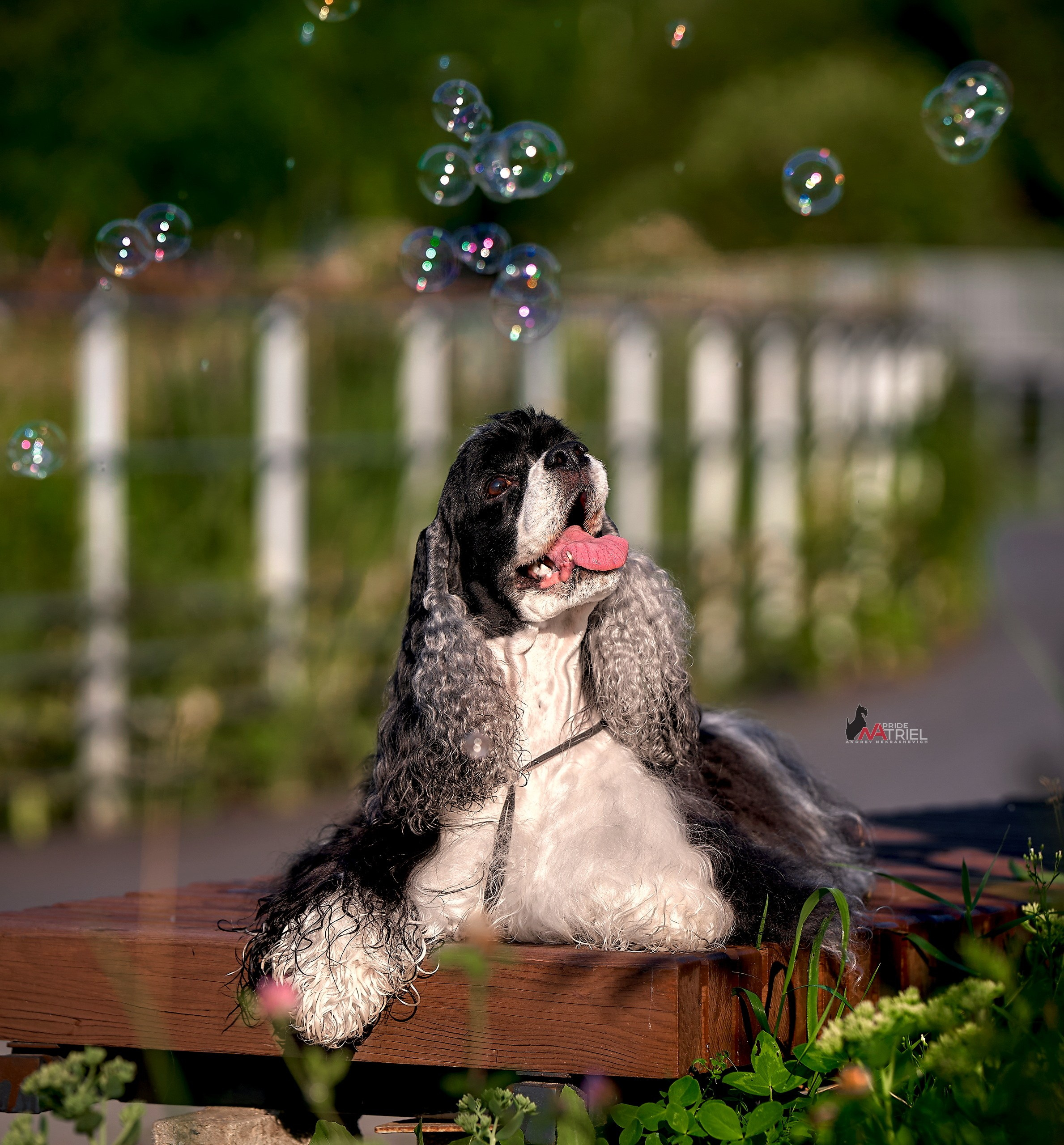 Портреты собак — галерея NATRIEL