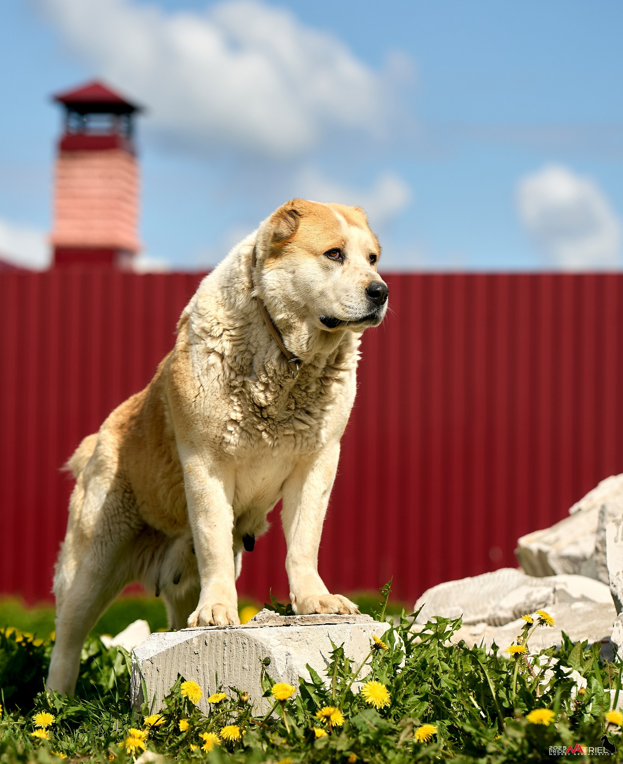 Съемка в питомнике