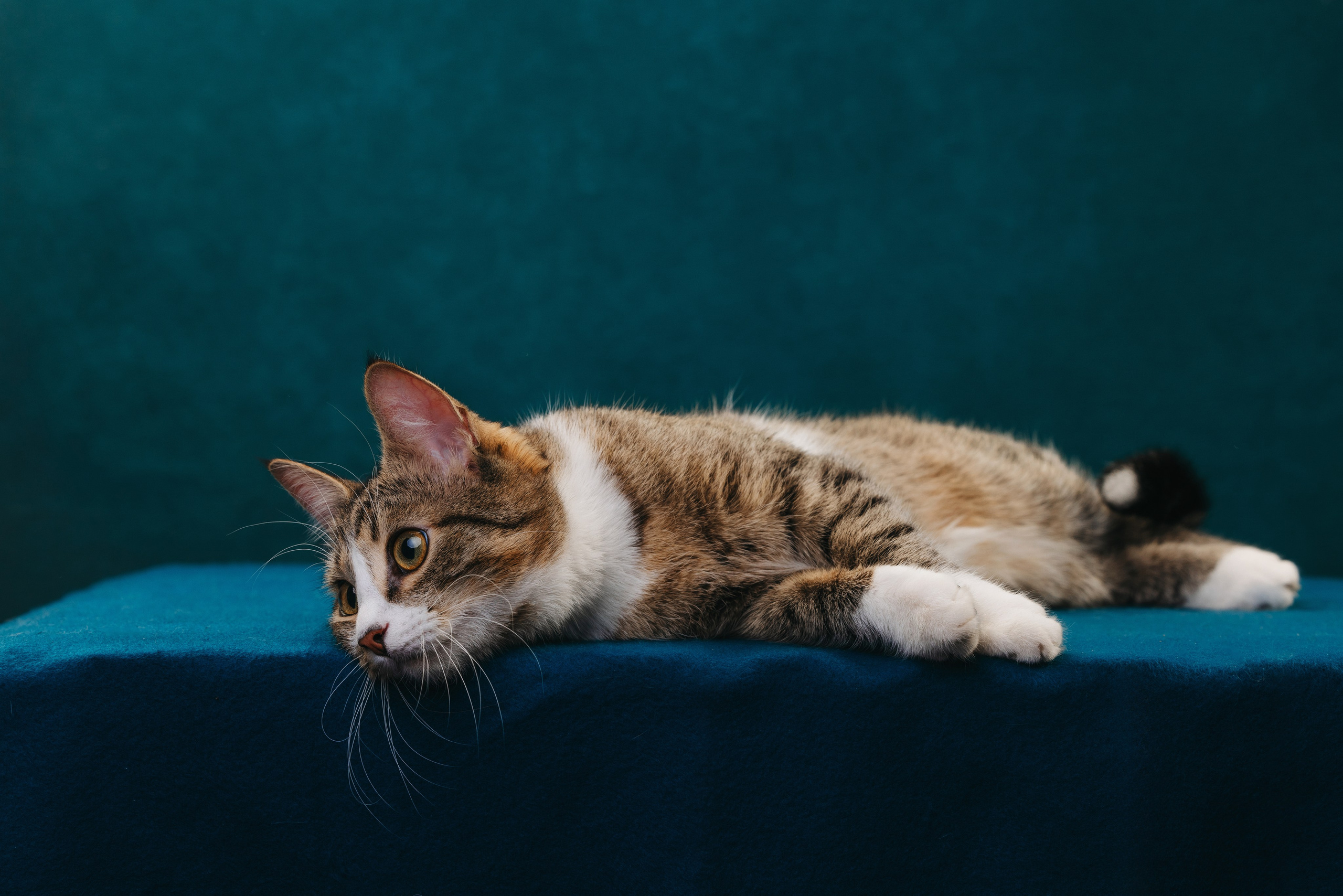 Коты Сет и Квентин. Фотограф анималист Осипчикова Мария