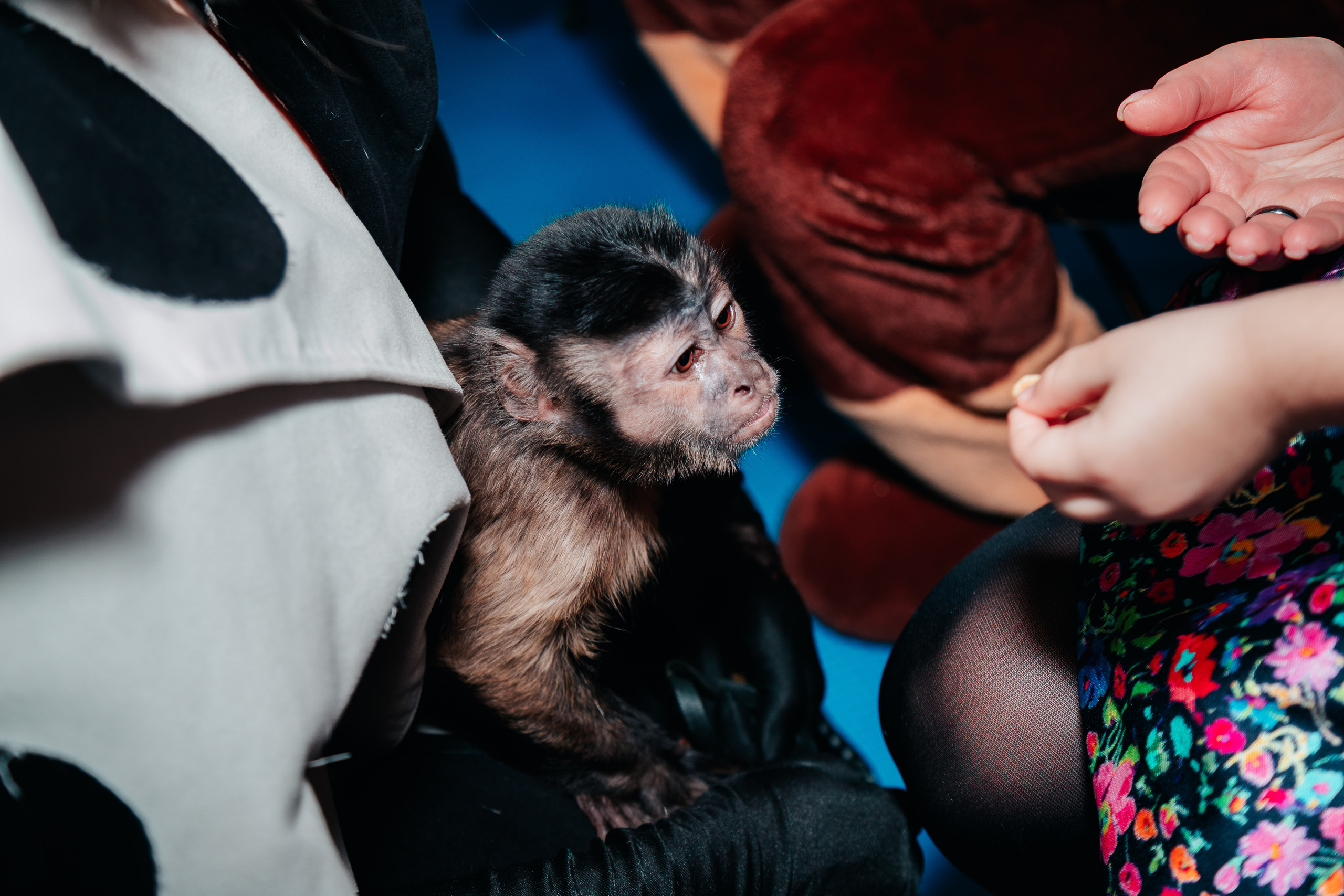 Полине 3 годика. Семейный lifestyle фотограф в Санкт-Петербурге Людмила Пахомова