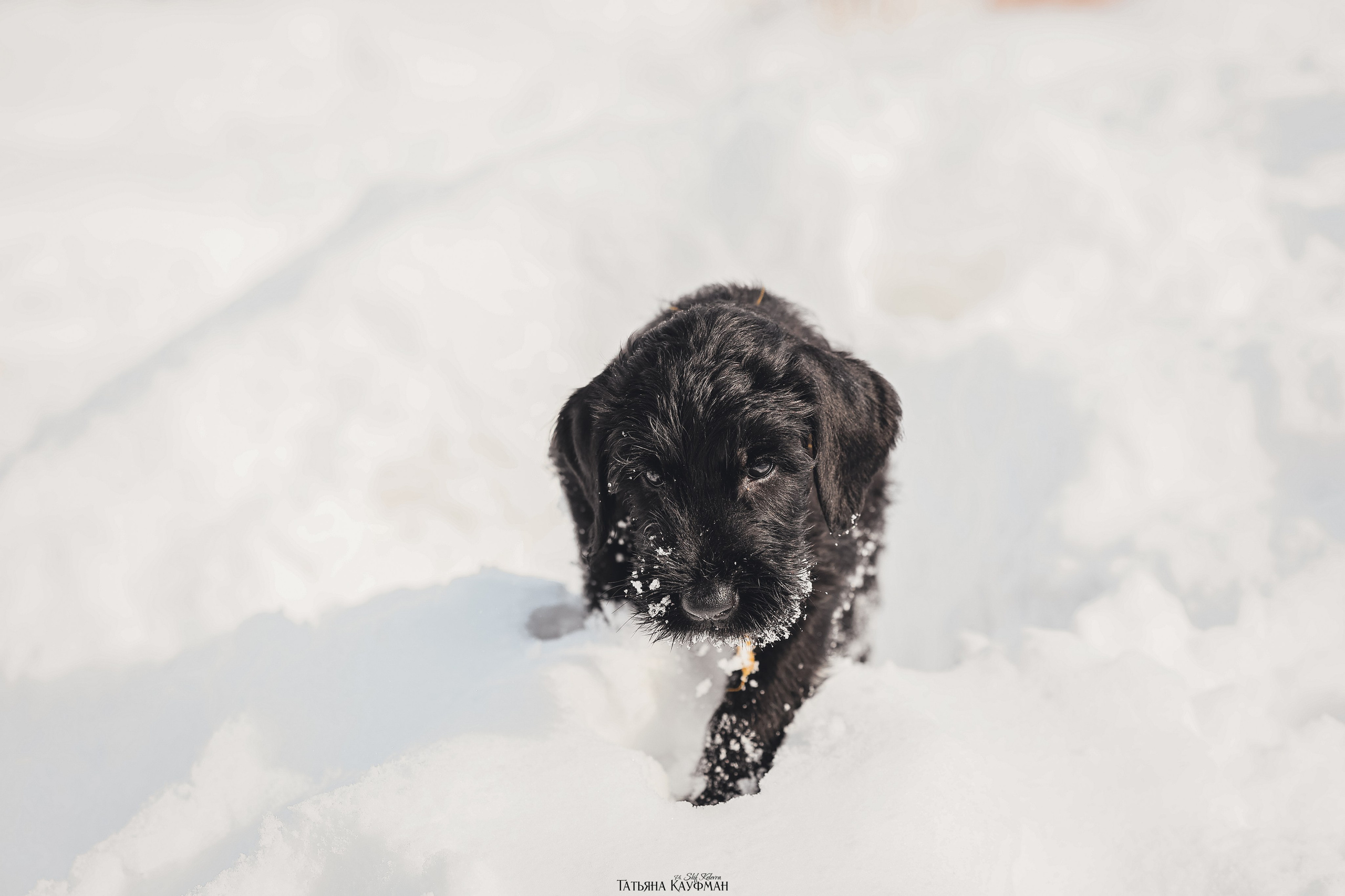 Ризеншнауцер, щенки ризеншнауцера, купить ризеншнауцера, купить щенка, ризеншнауцер Новосибирск, фотосъемка щенков, фотосессия собак, заказать фотосессию, фотографии щенков, сфотографировать щенка, фотограф Анималист, фотограф собак Новосибирск, фотограф анималист Новосибирск